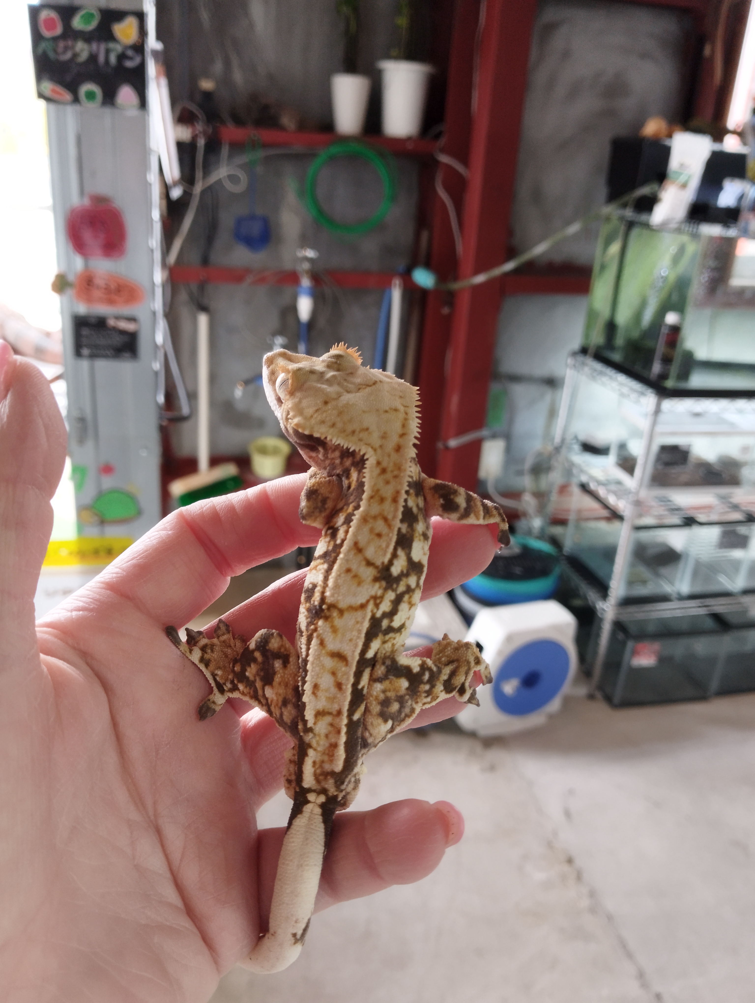 クレステッドゲッコー　ハーレークイーン