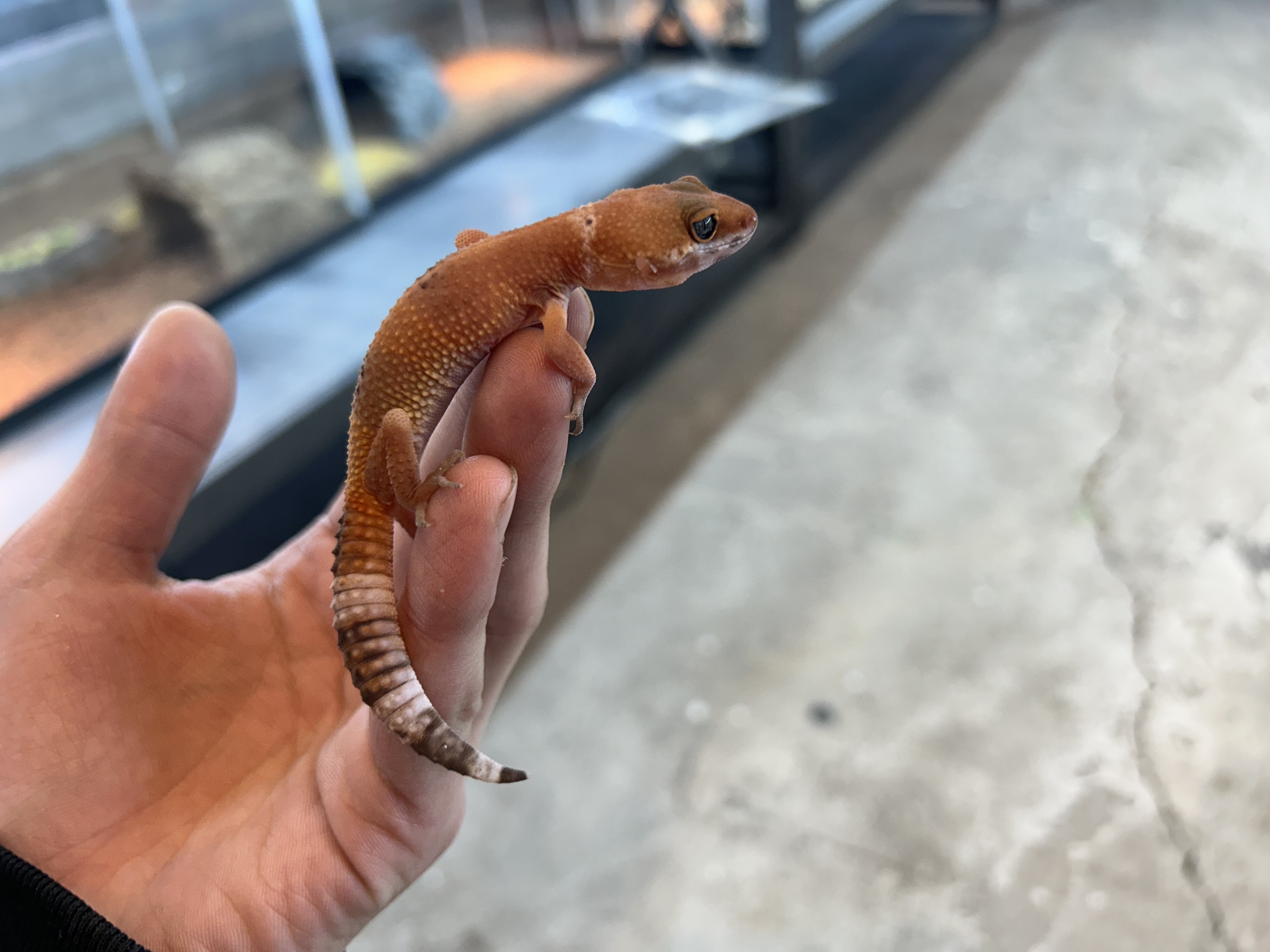 ヒョウモントカゲモドキ　サングロー