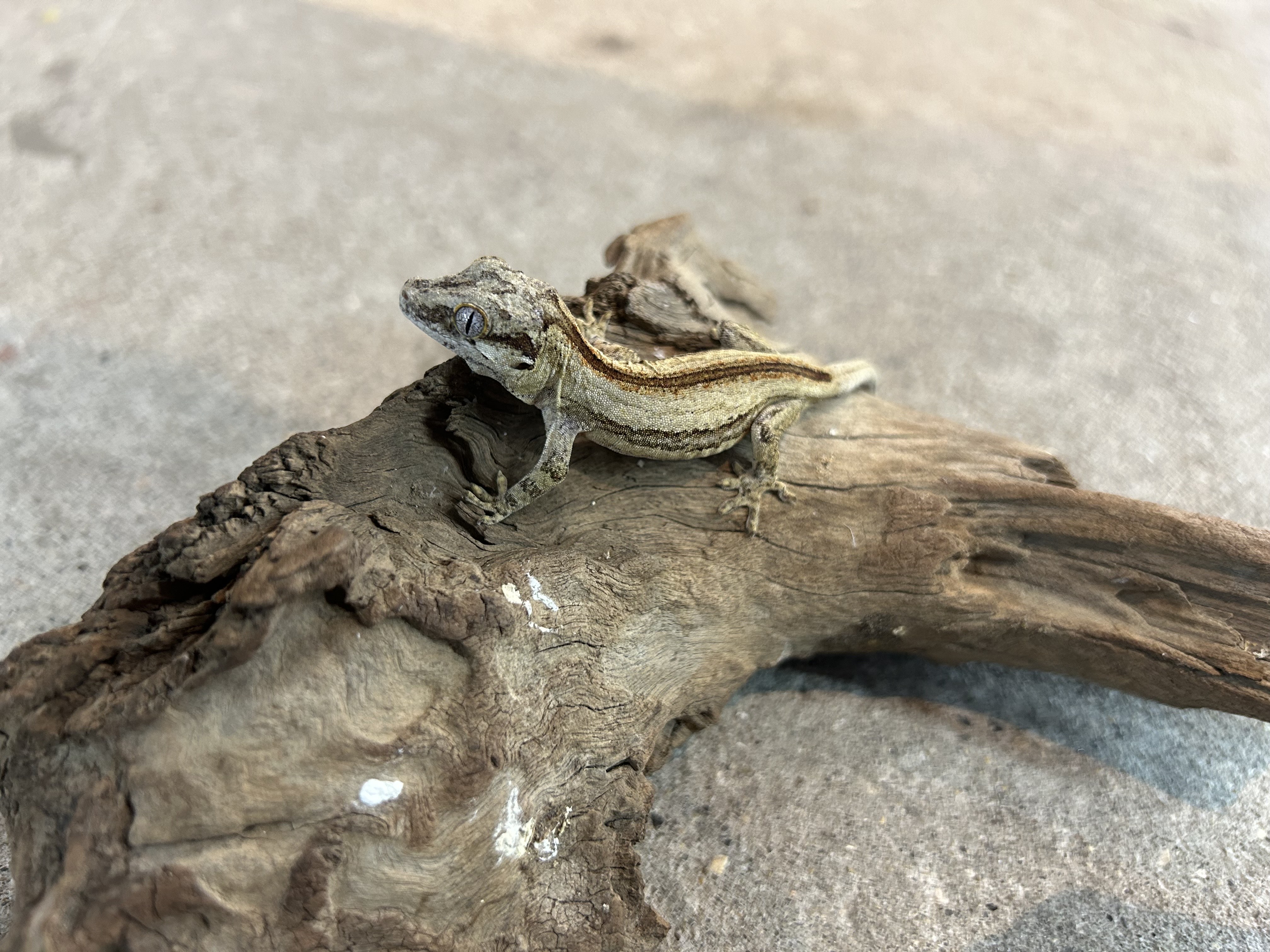 ガーゴイルゲッコー　ストライプ