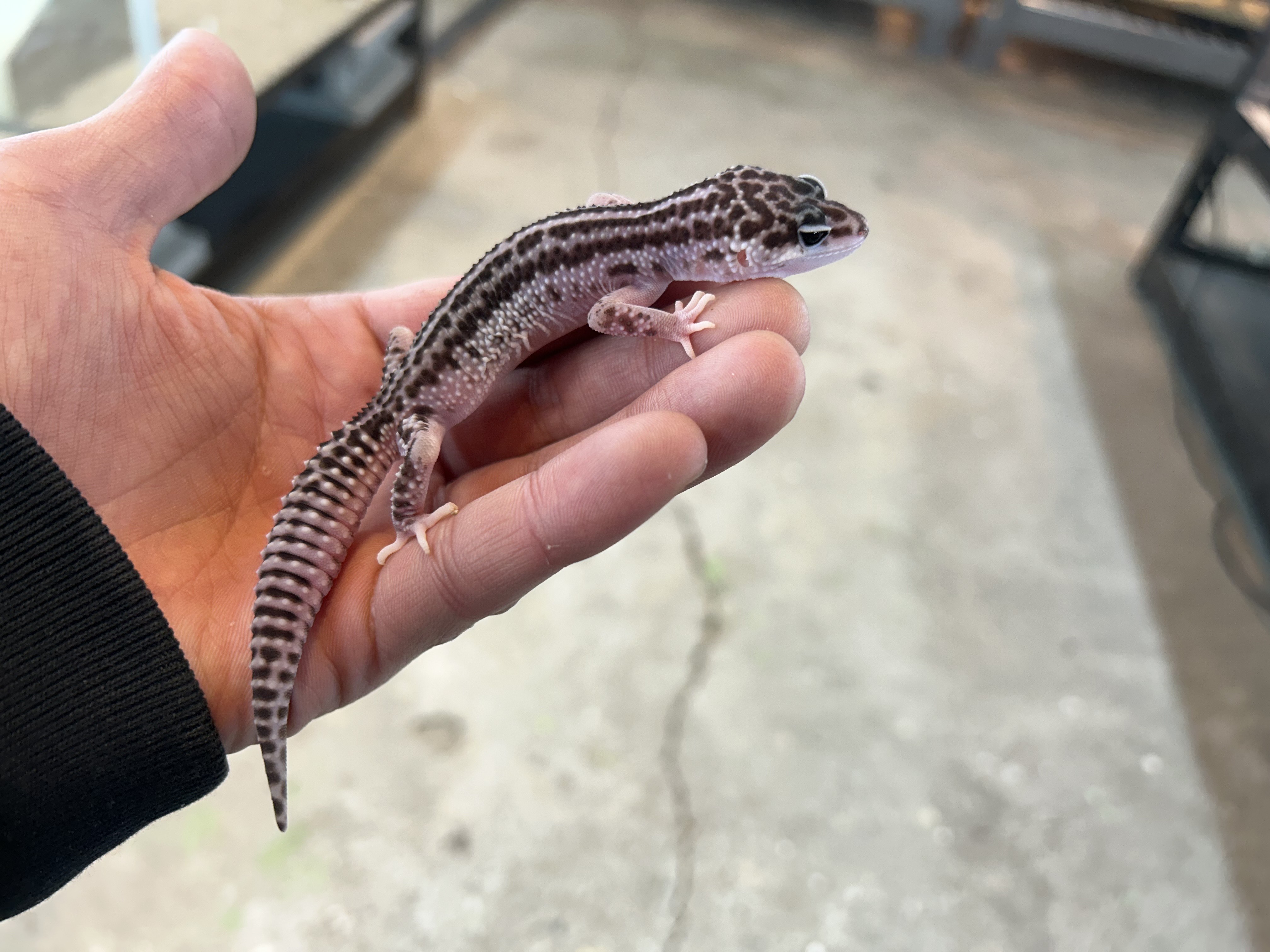 ヒョウモントカゲモドキ　スーパーマックスノー①