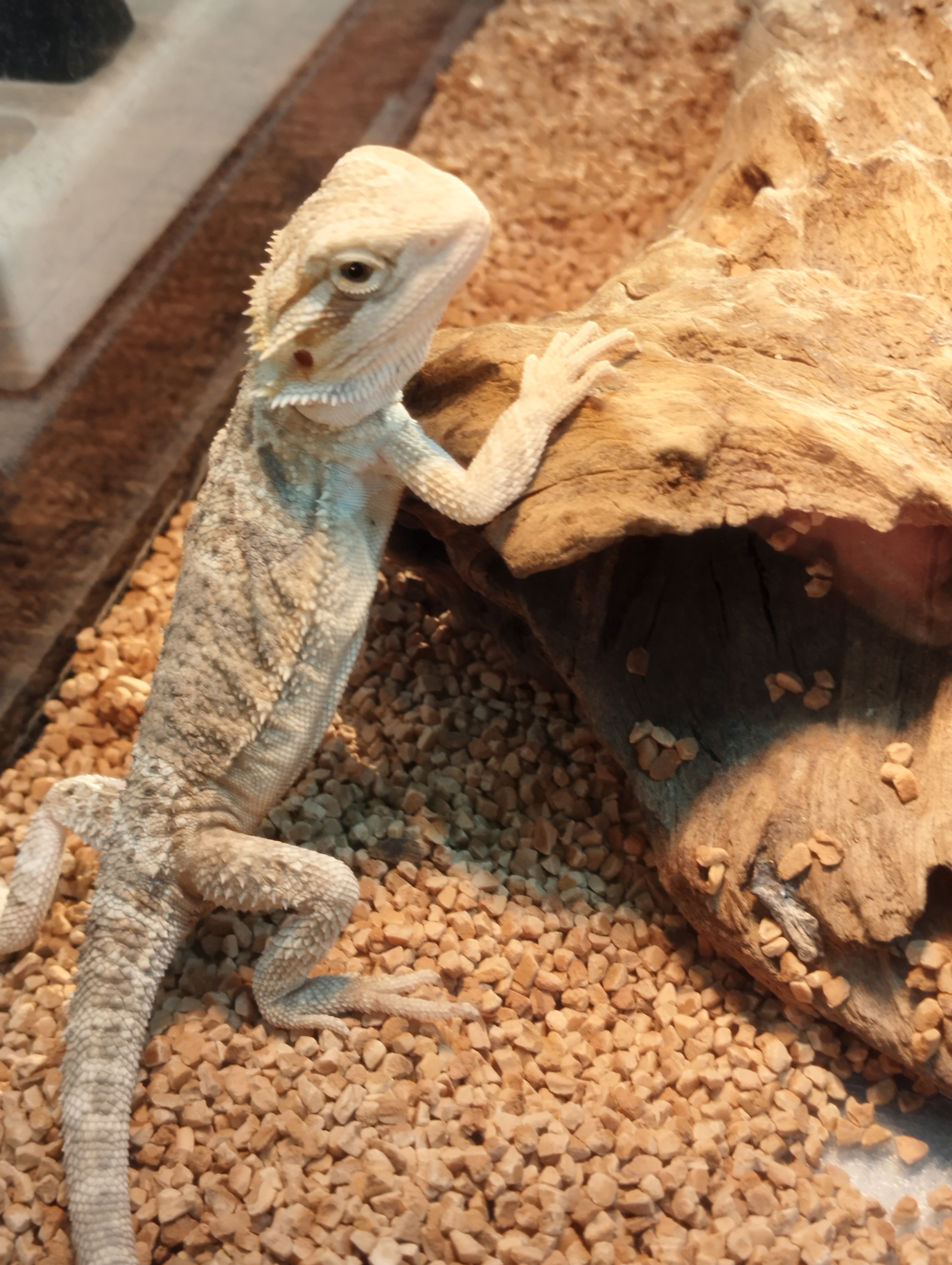 フトアゴヒゲトカゲ　イエロー