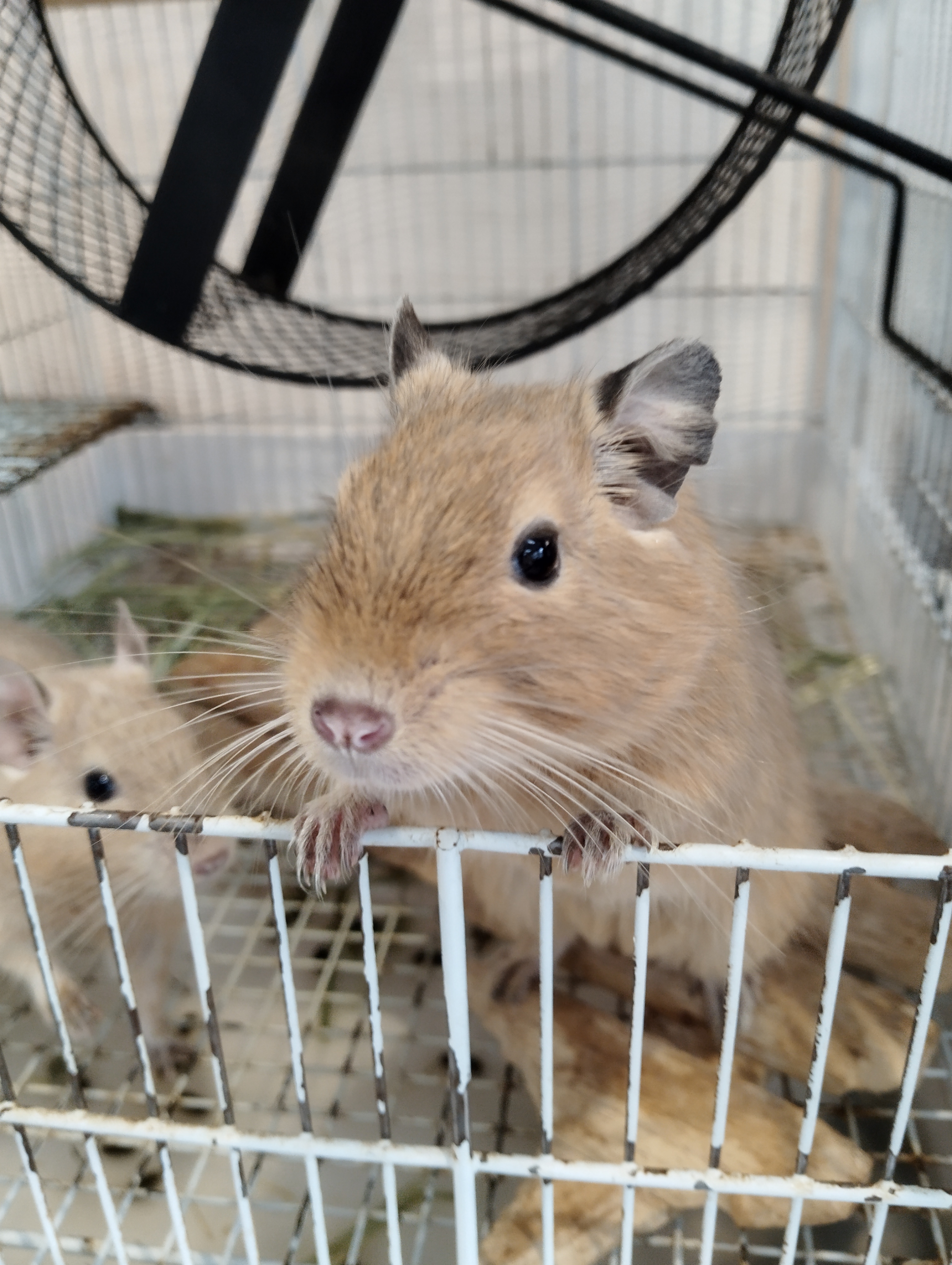 デグー　サンド　男の子