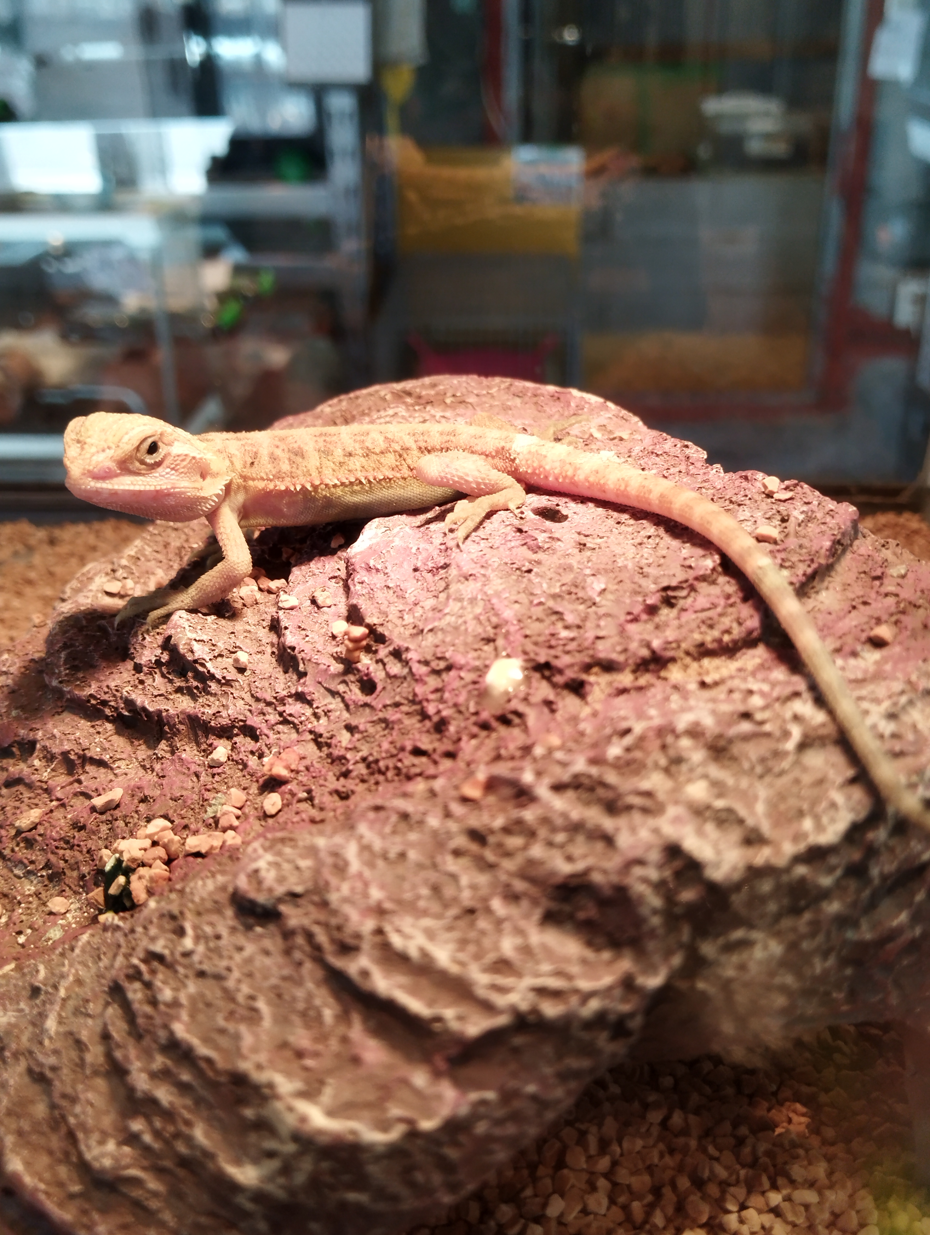 フトアゴヒゲトカゲ　カラートランス