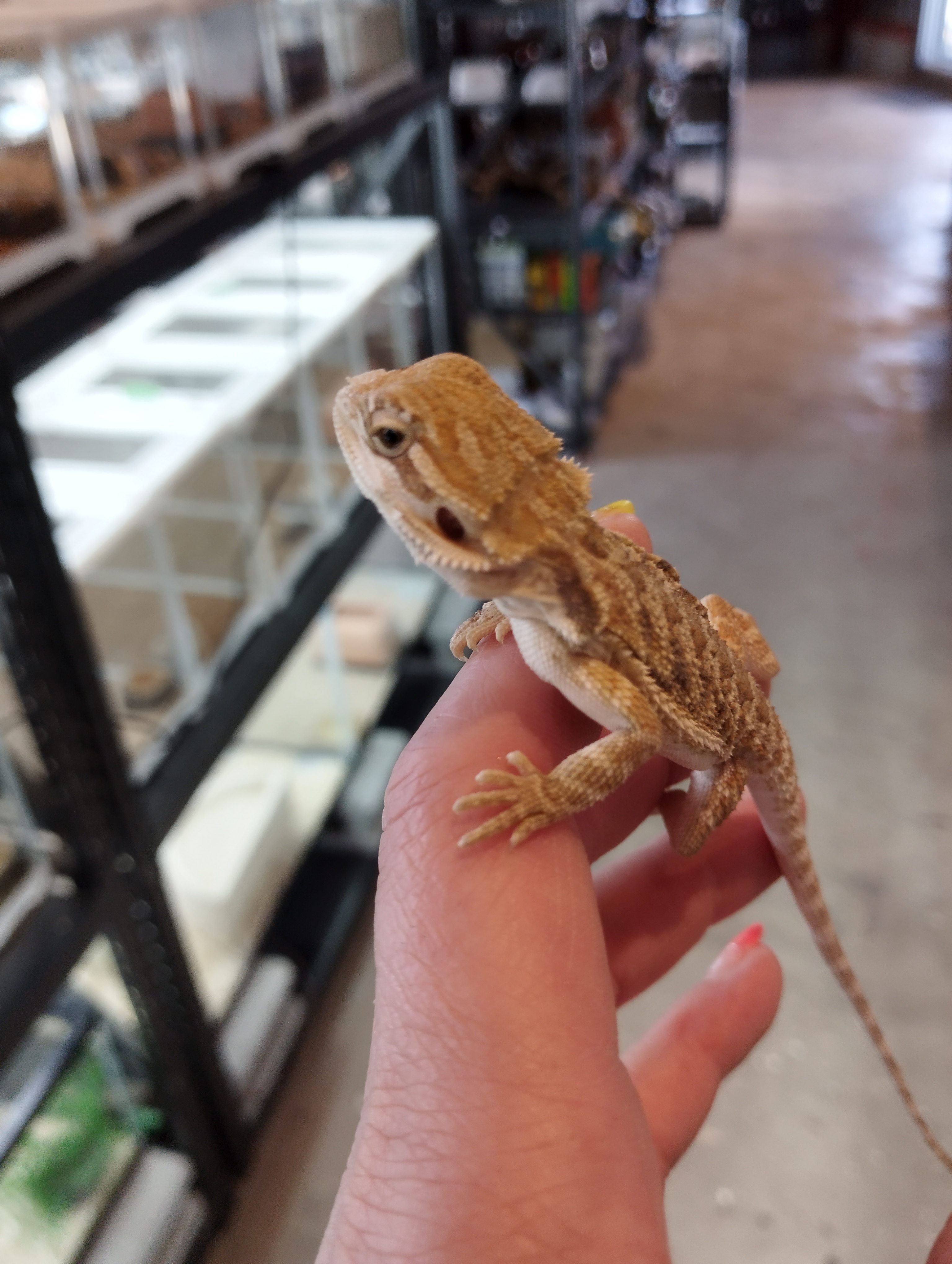 フトアゴヒゲトカゲ　ハイポオレンジ③