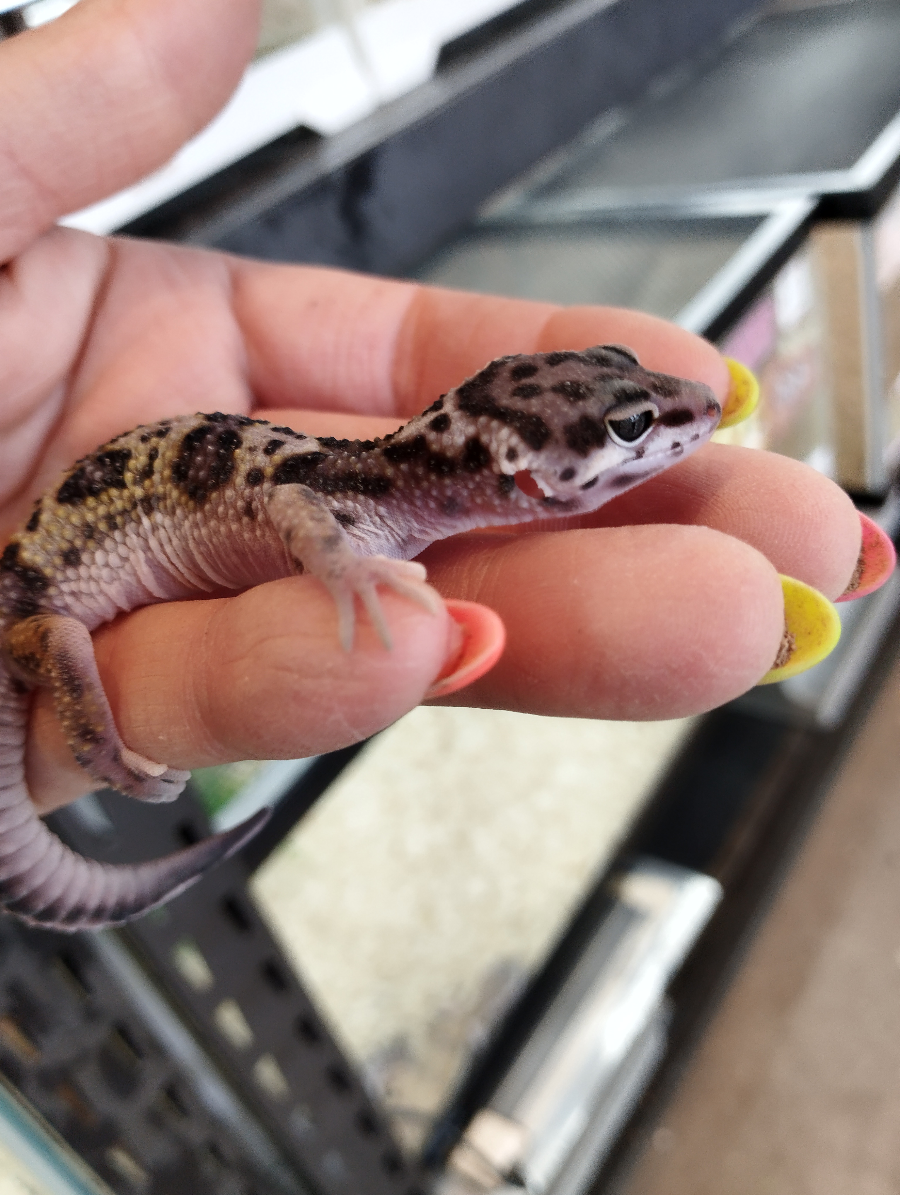 ヒョウモントカゲモドキ　マックスノー①