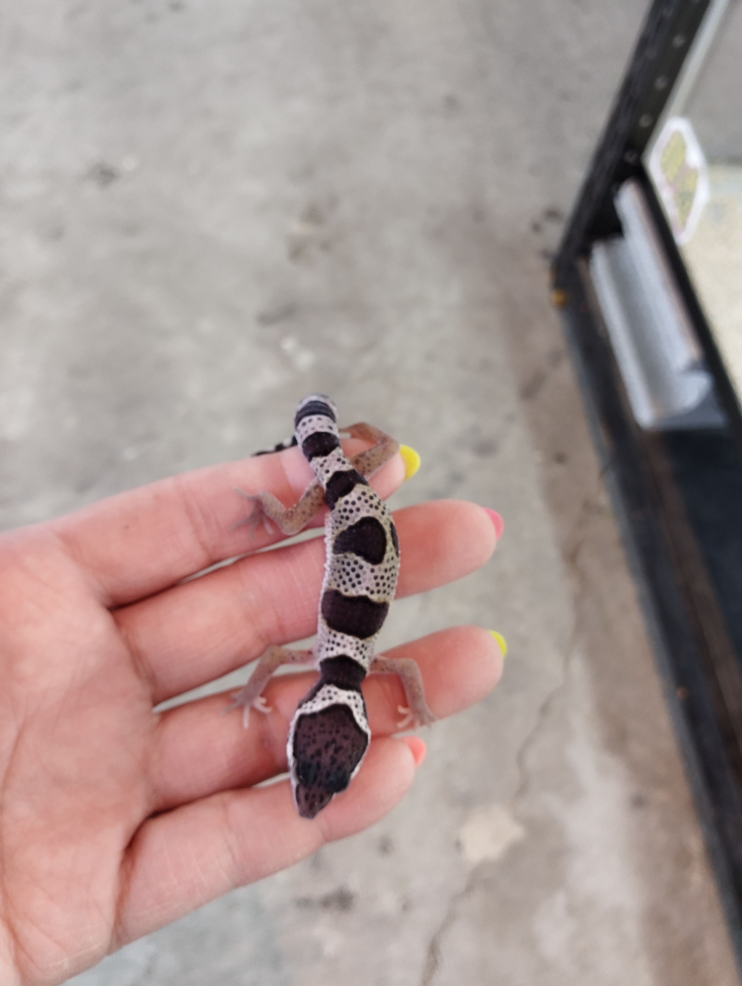 ヒョウモントカゲモドキ　マックスノー③