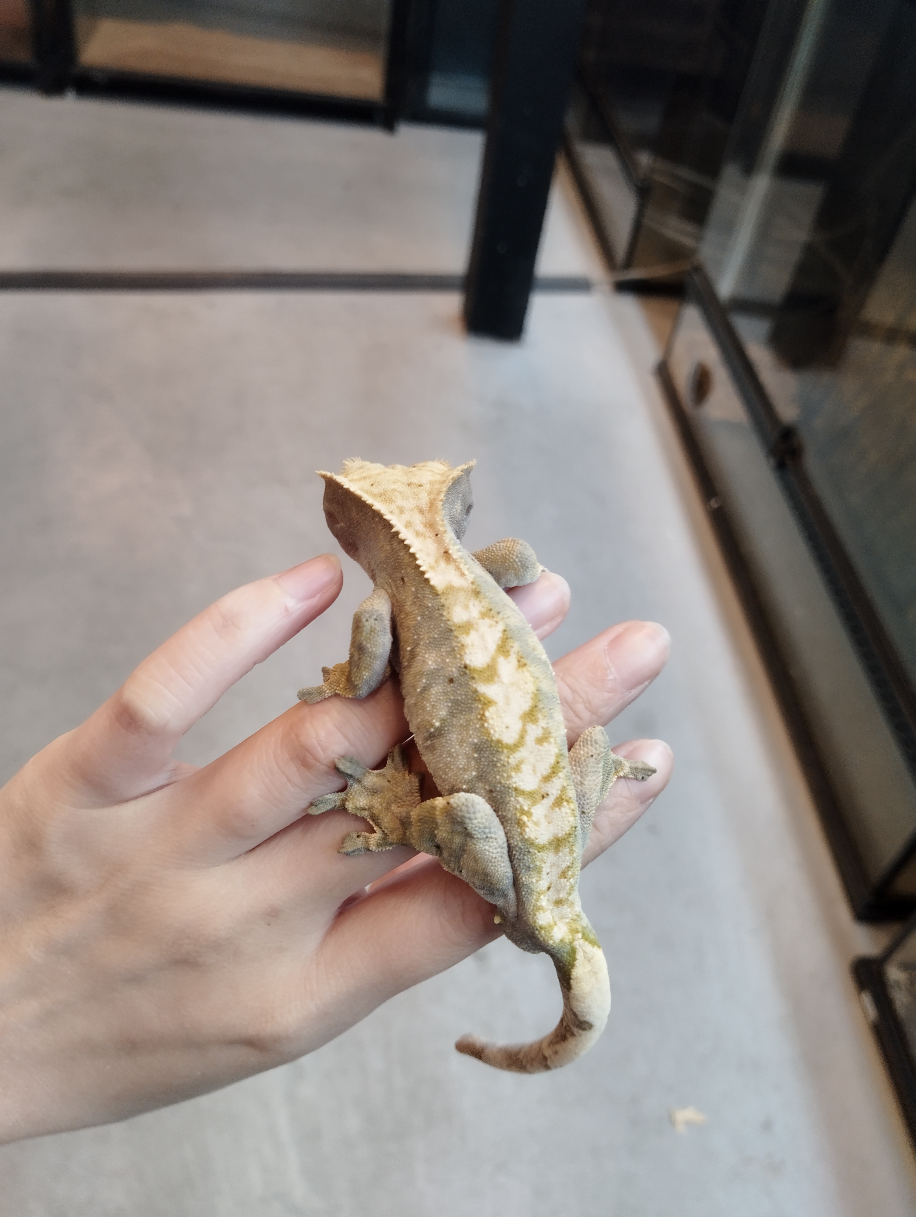 クレステッドゲッコー　ファイア②