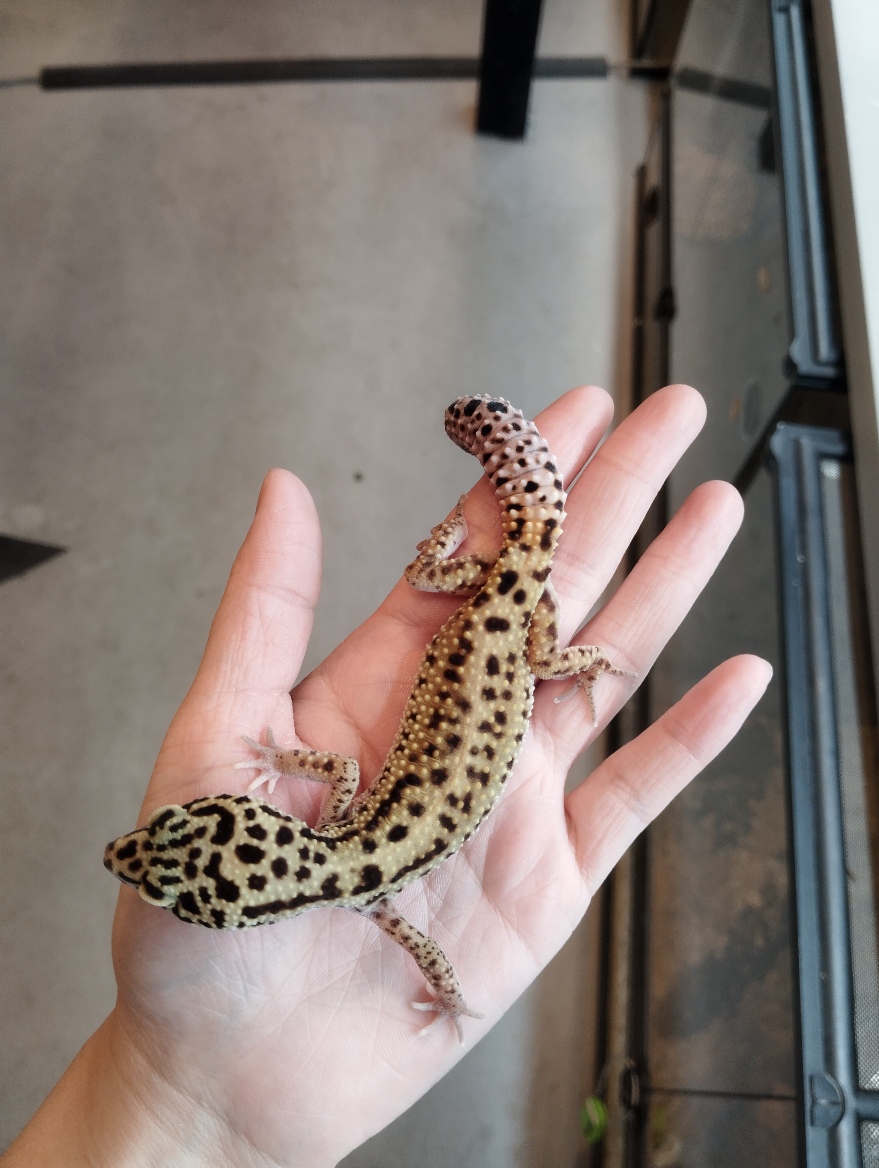 ヒョウモントカゲモドキ　ストライプ