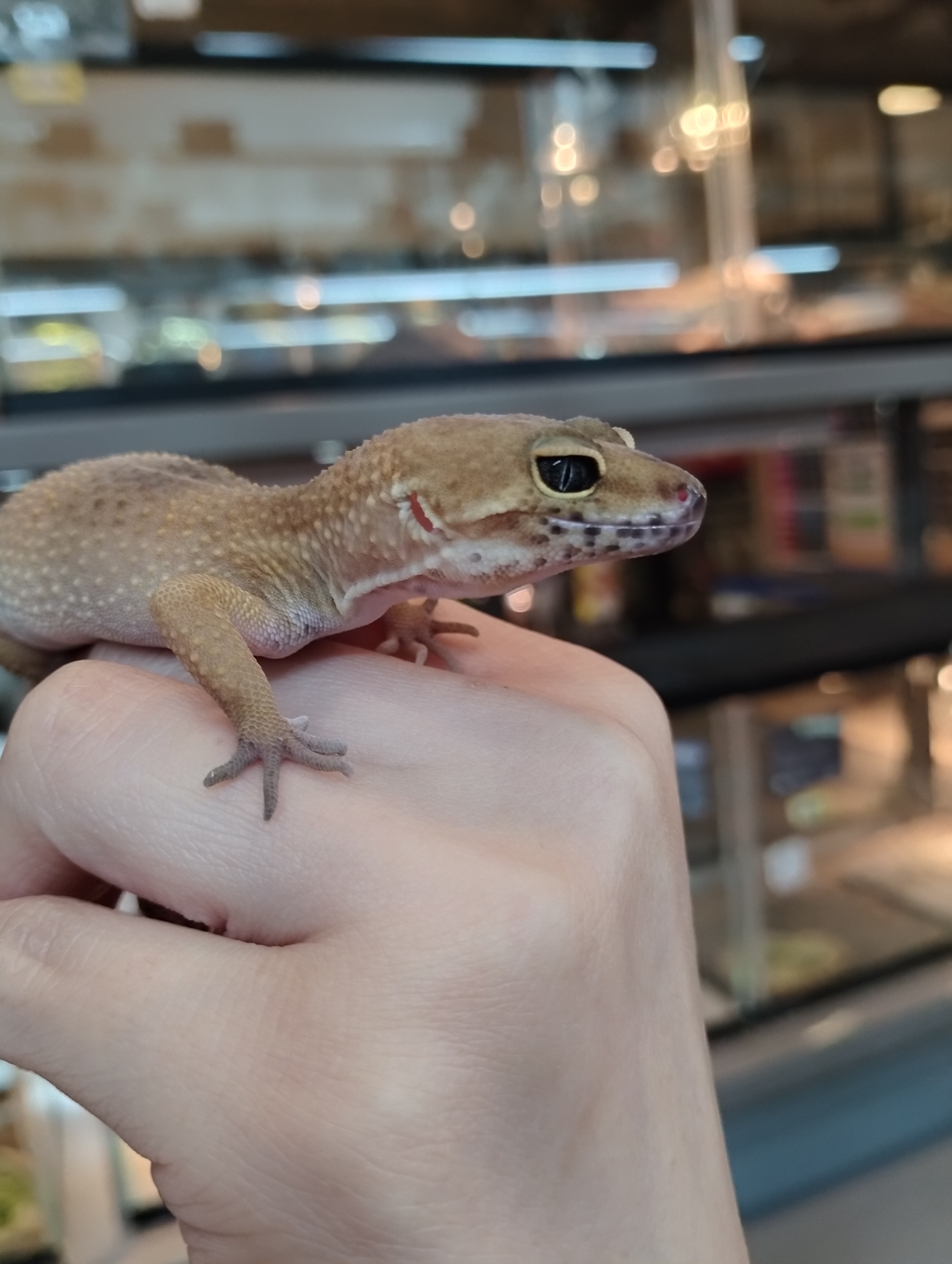 ヒョウモントカゲモドキ　ハイポタンジェリン