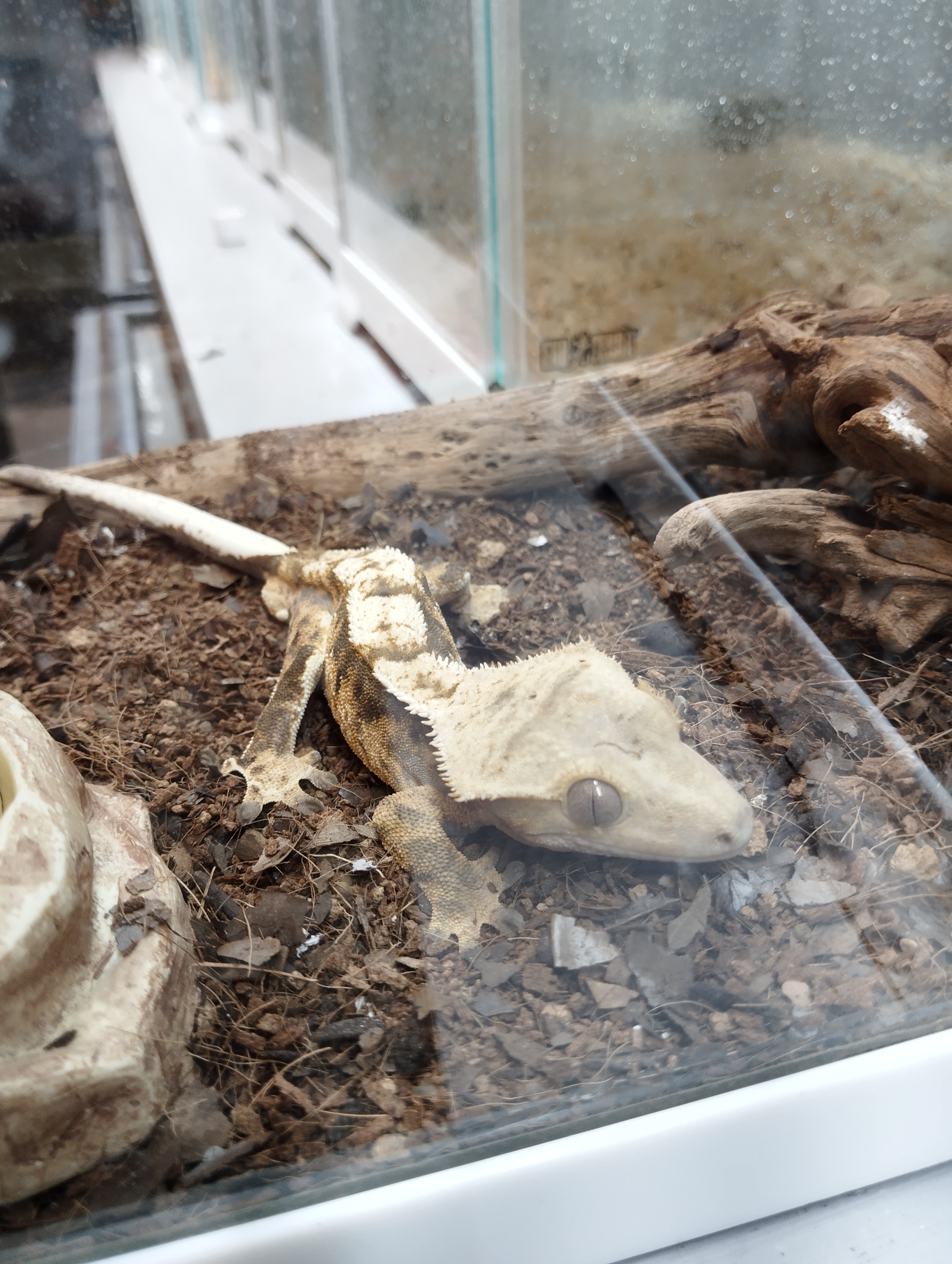 クレステッドゲッコー　ファイア①