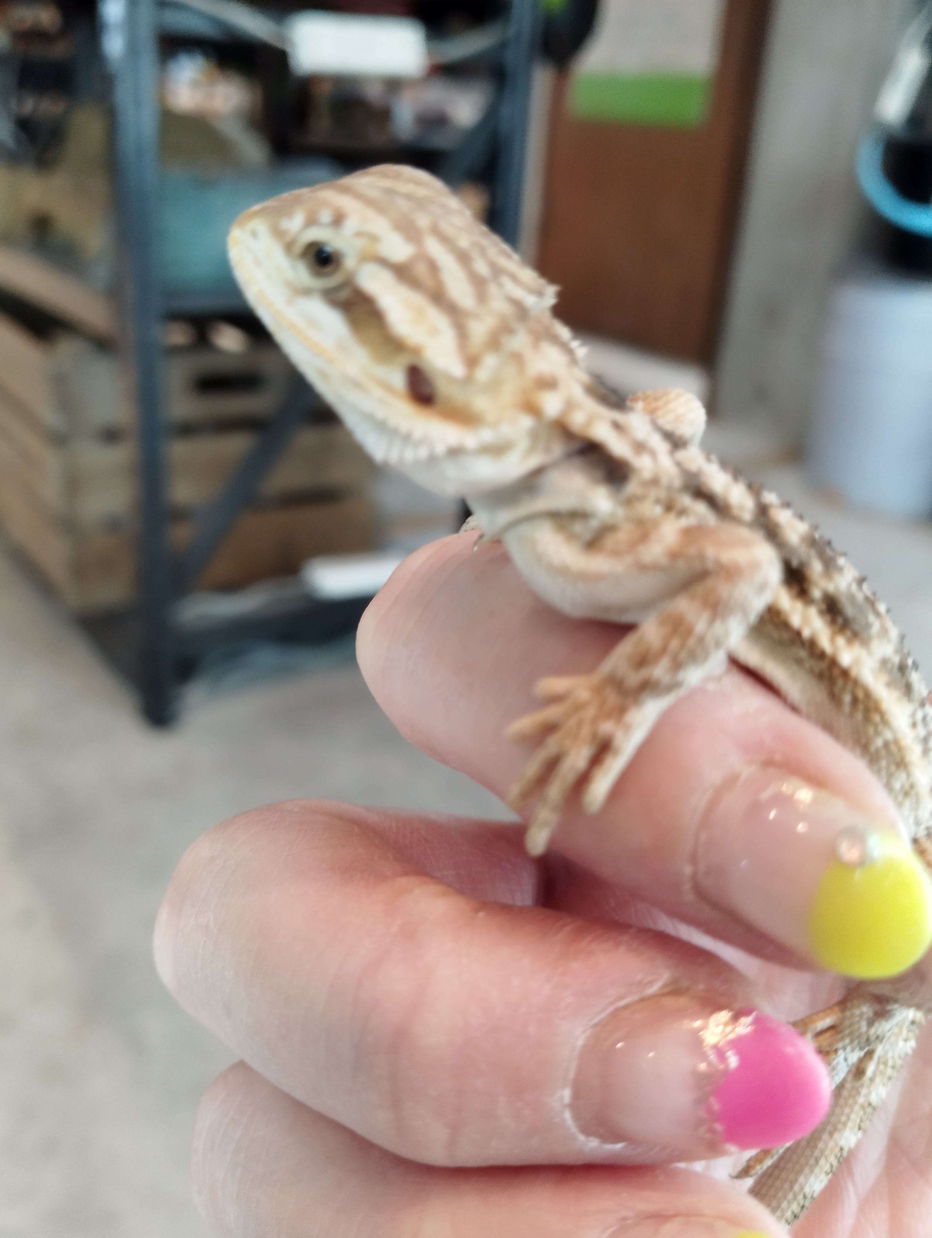 フトアゴヒゲトカゲ　ハイカラー2