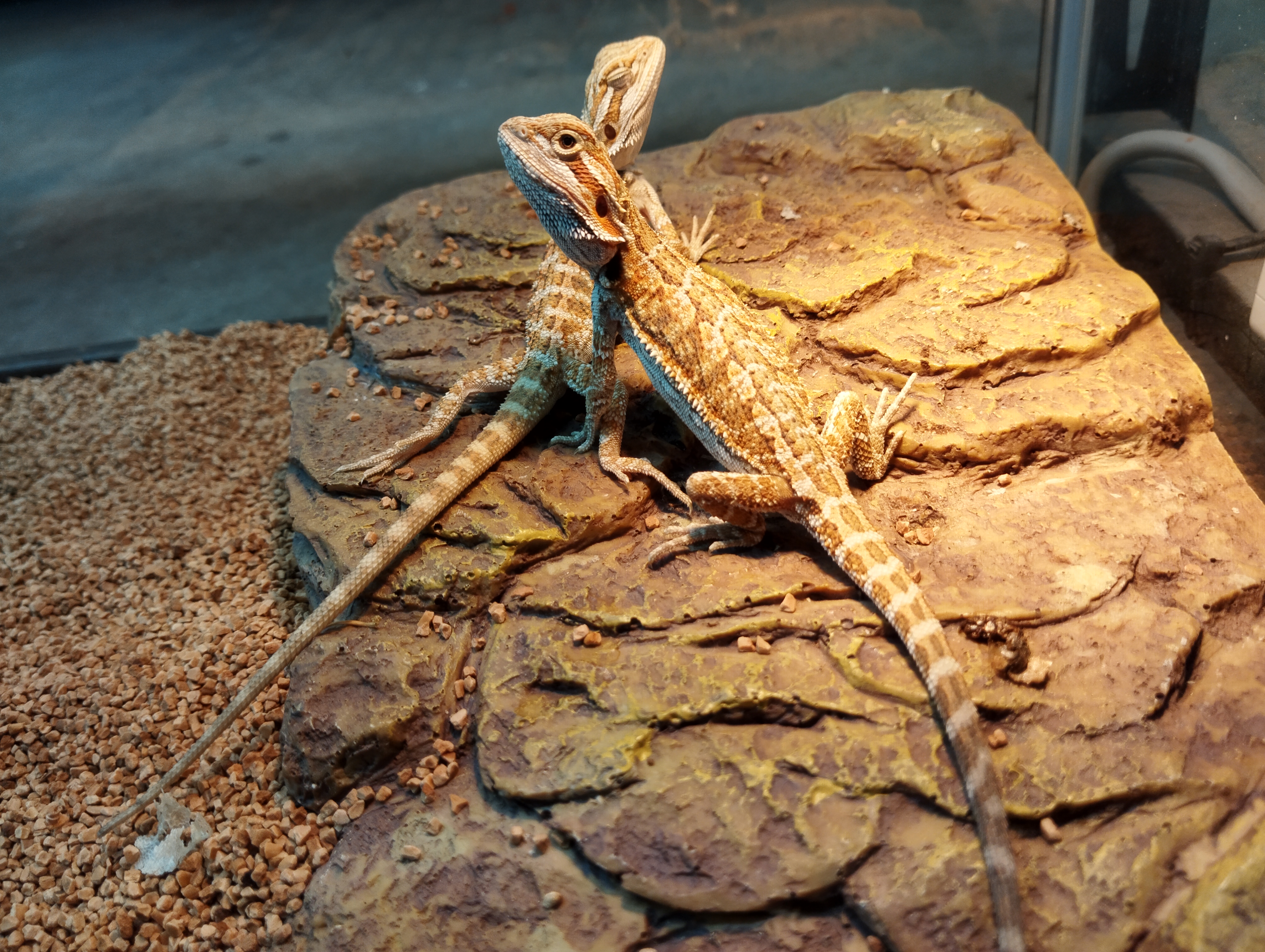 フトアゴヒゲトカゲ　ハイポオレンジ4