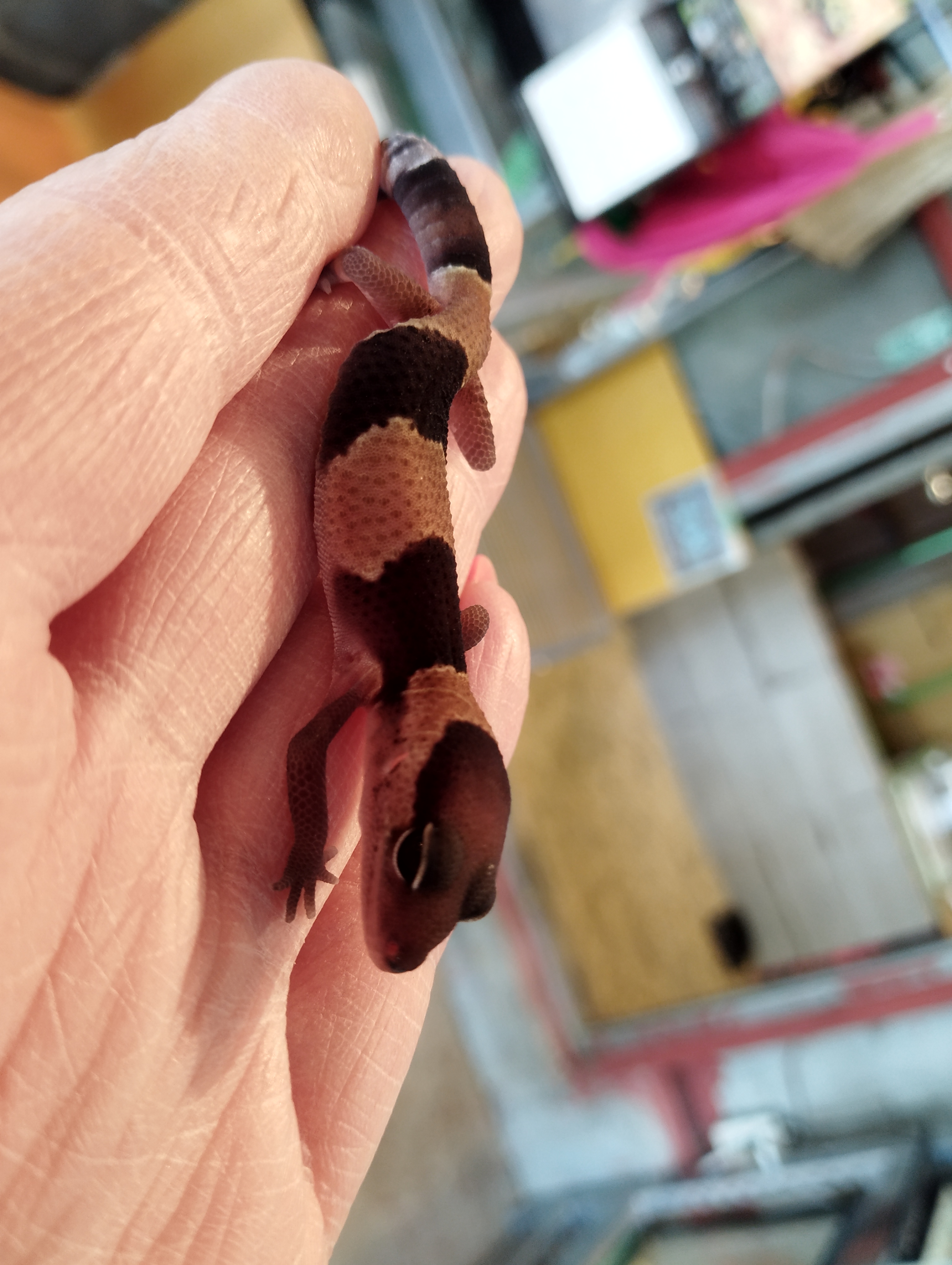 ニシアフリカトカゲモドキ　ノーマルhetオレオ①