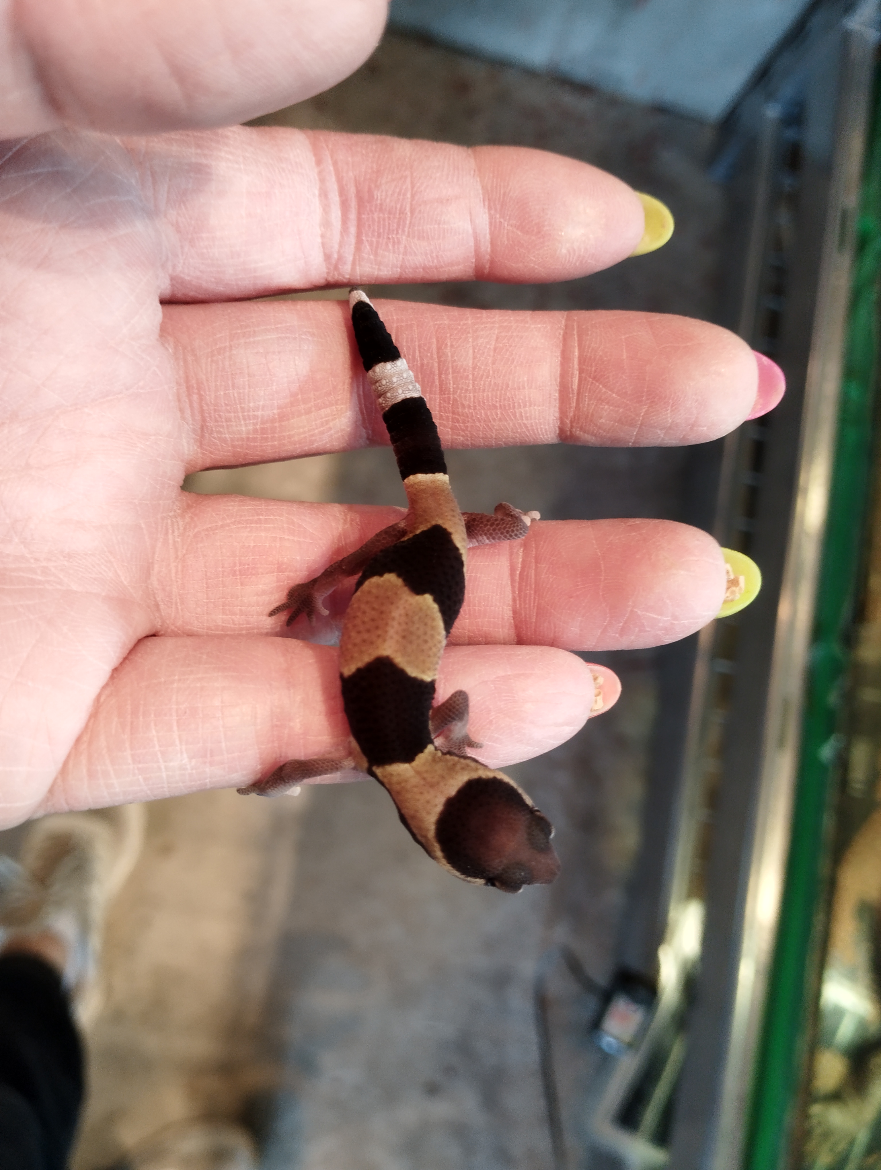 ニシアフリカトカゲモドキ　ノーマルhetオレオ②