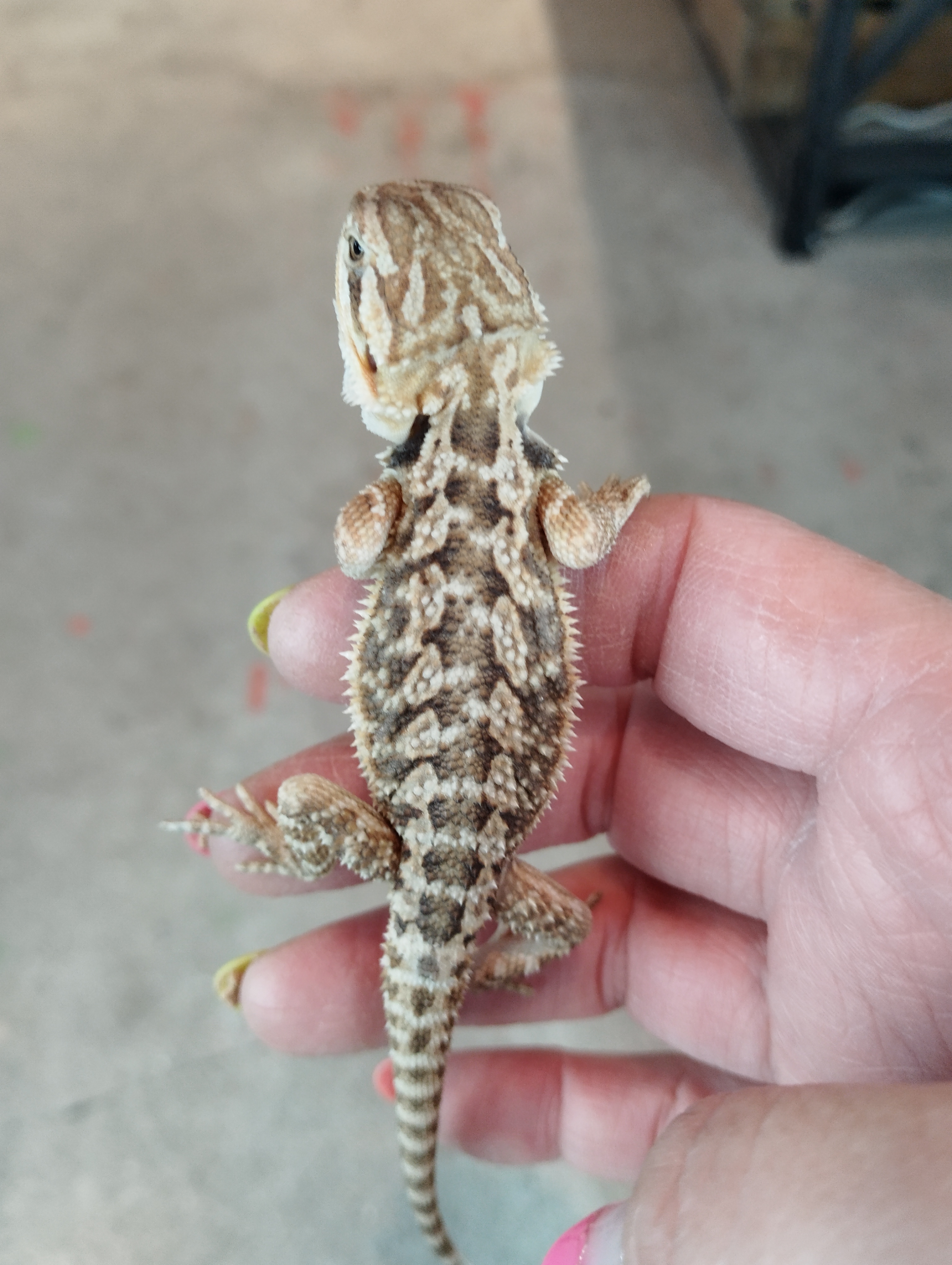 フトアゴヒゲトカゲ　ハイポオレンジ⑤