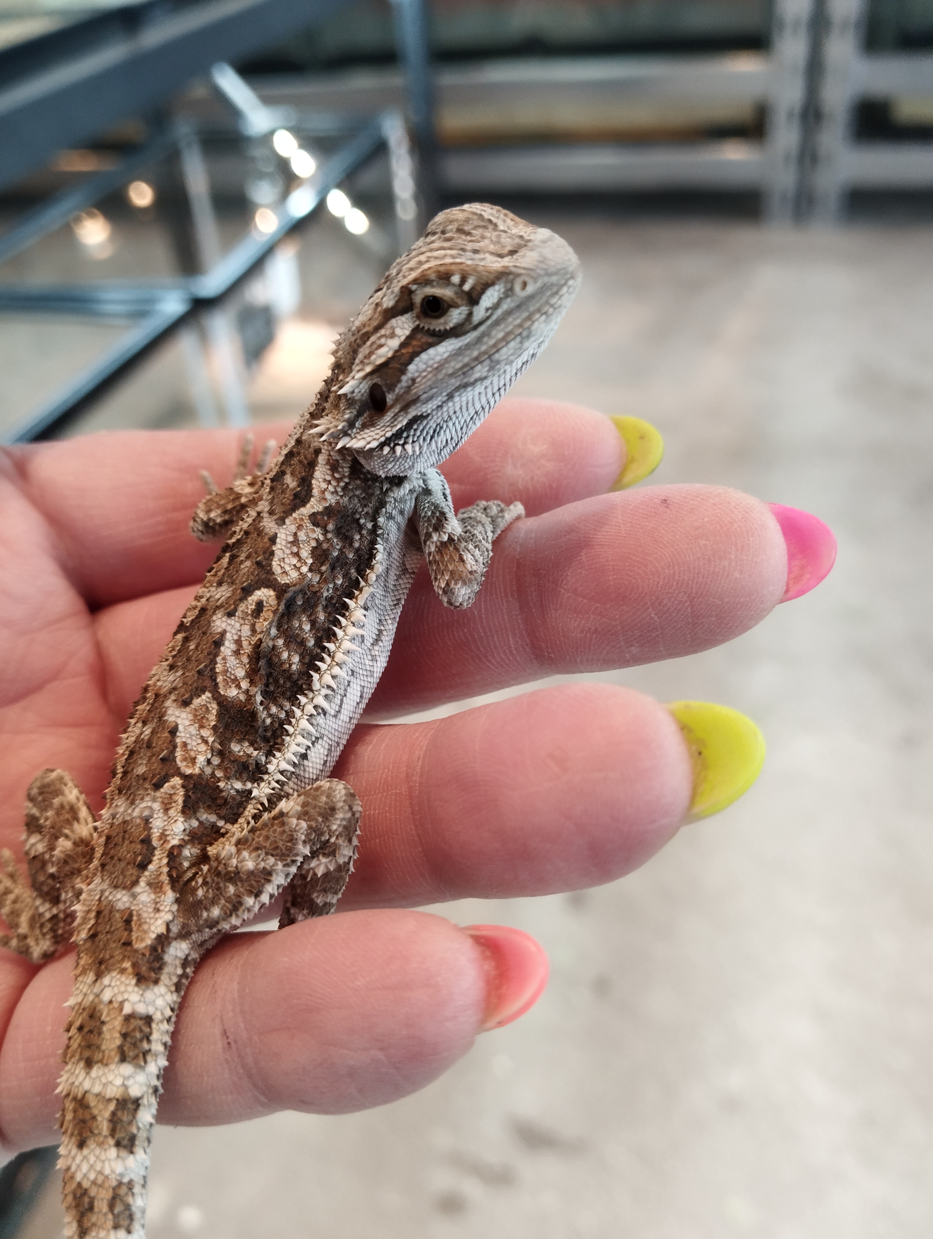 フトアゴヒゲトカゲ　オレンジ