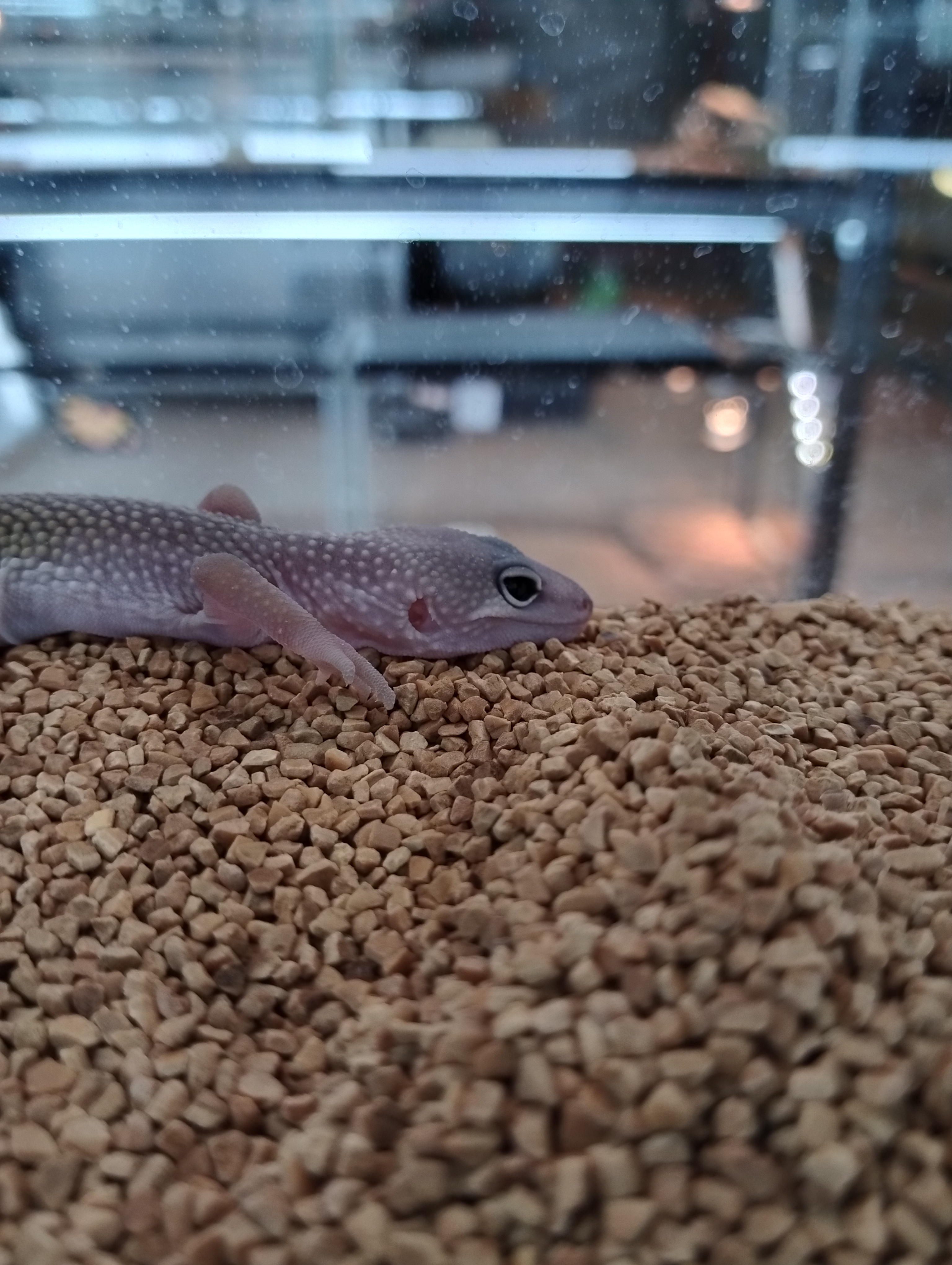 ヒョウモントカゲモドキ　ブリザード②