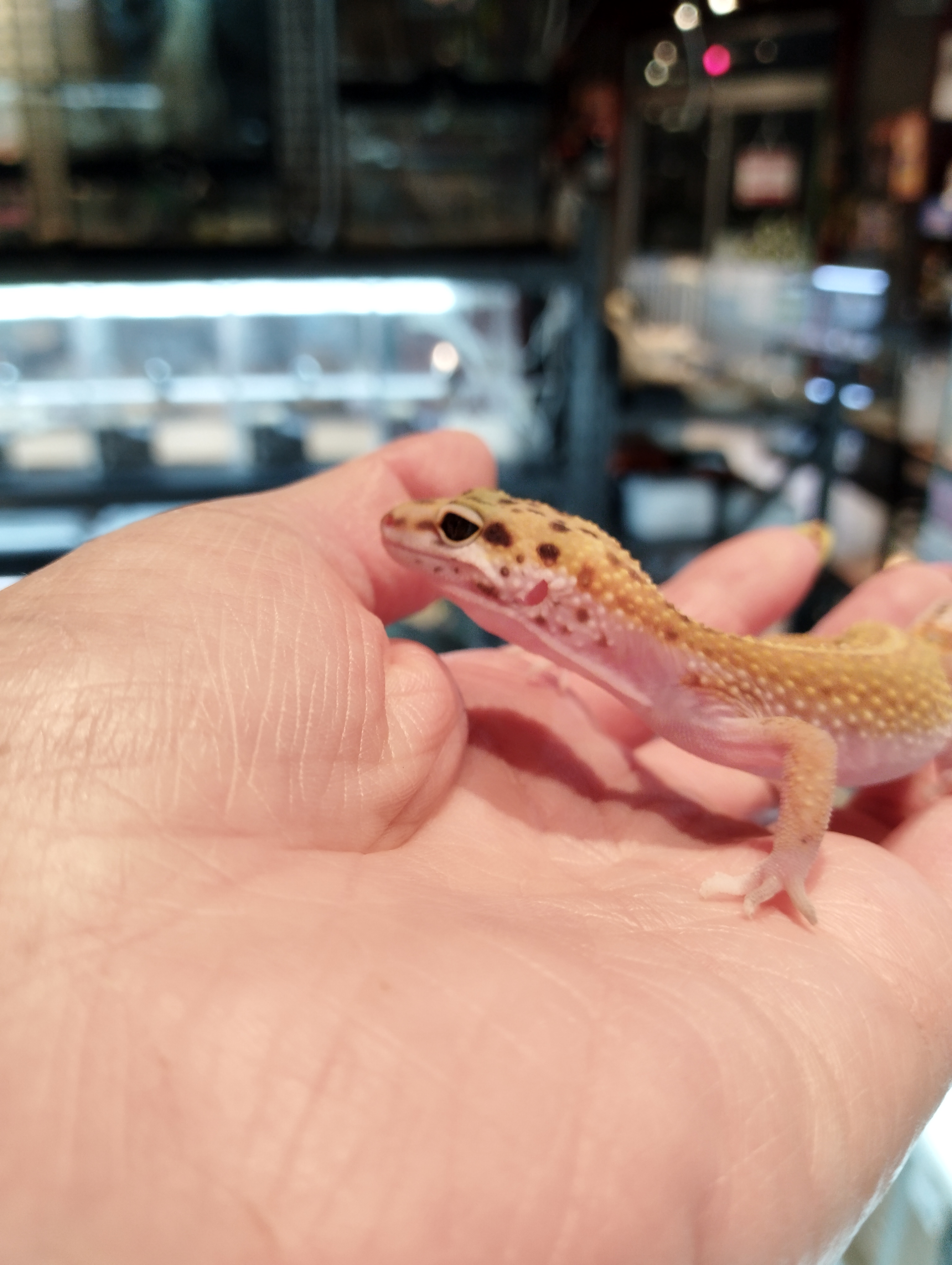 ヒョウモントカゲモドキ　レッドストライプ