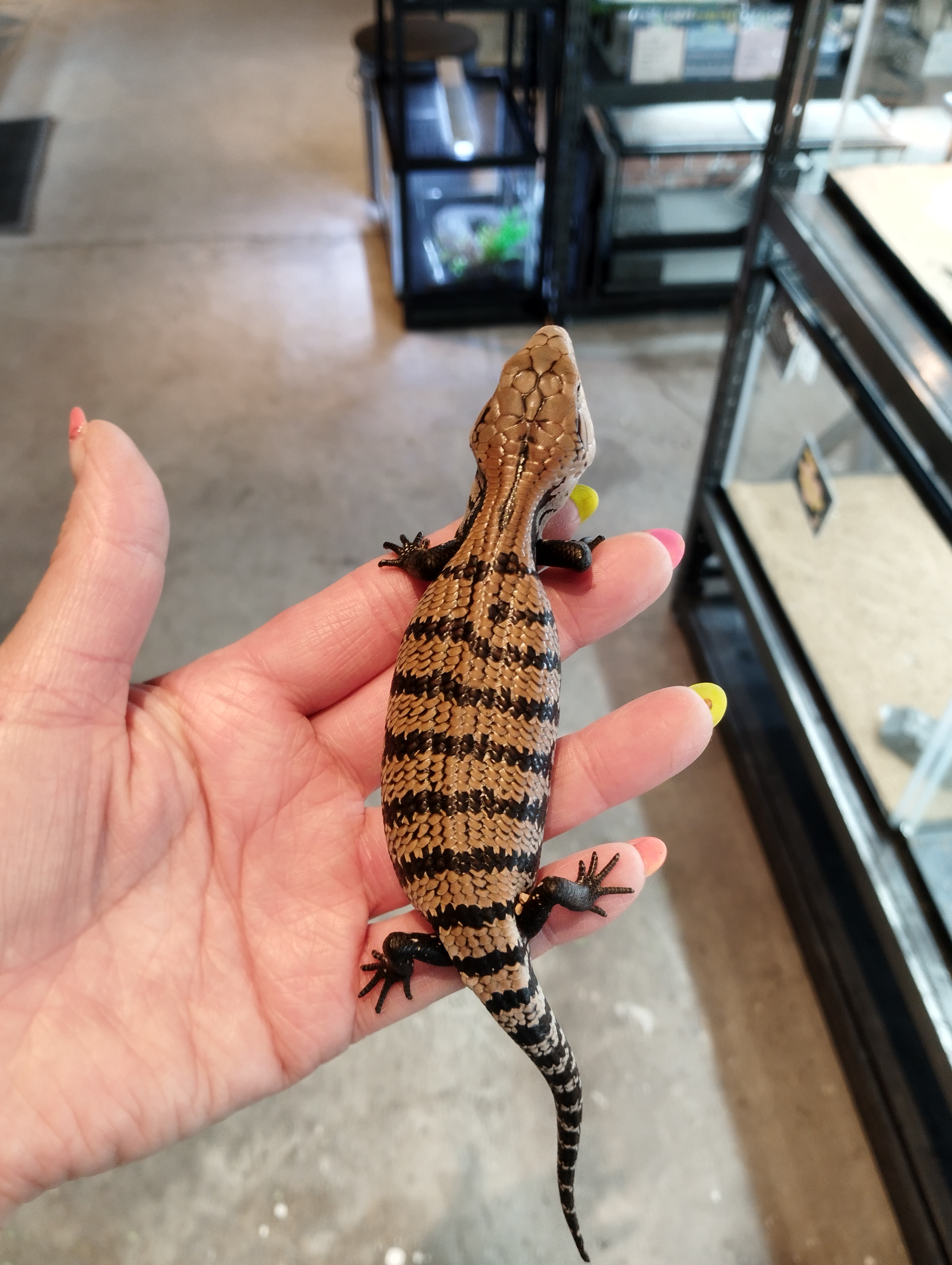 オオアオジタトカゲ　ベビー　ノーマル　②