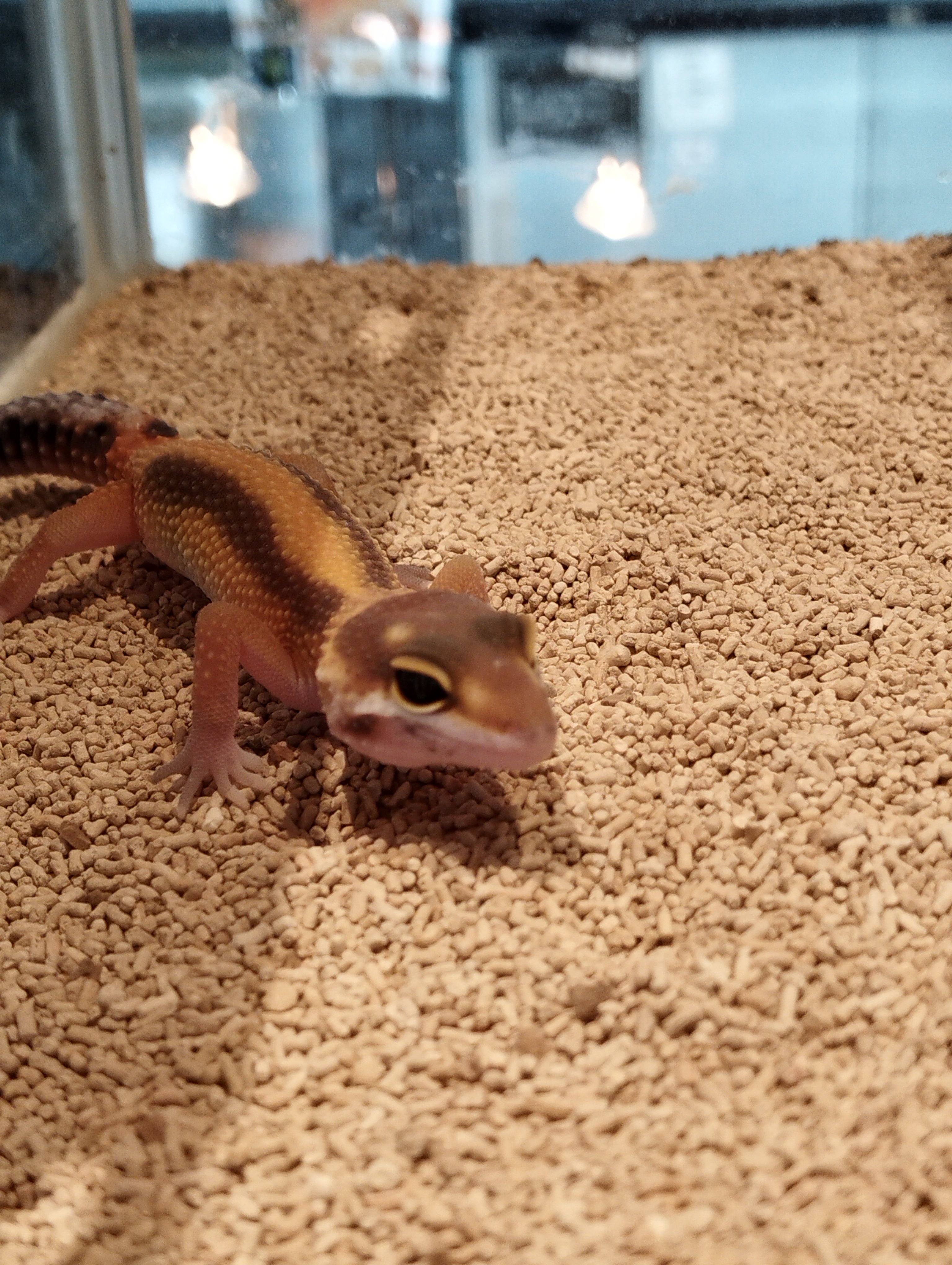 ヒョウモントカゲモドキ　レッドストライプ①