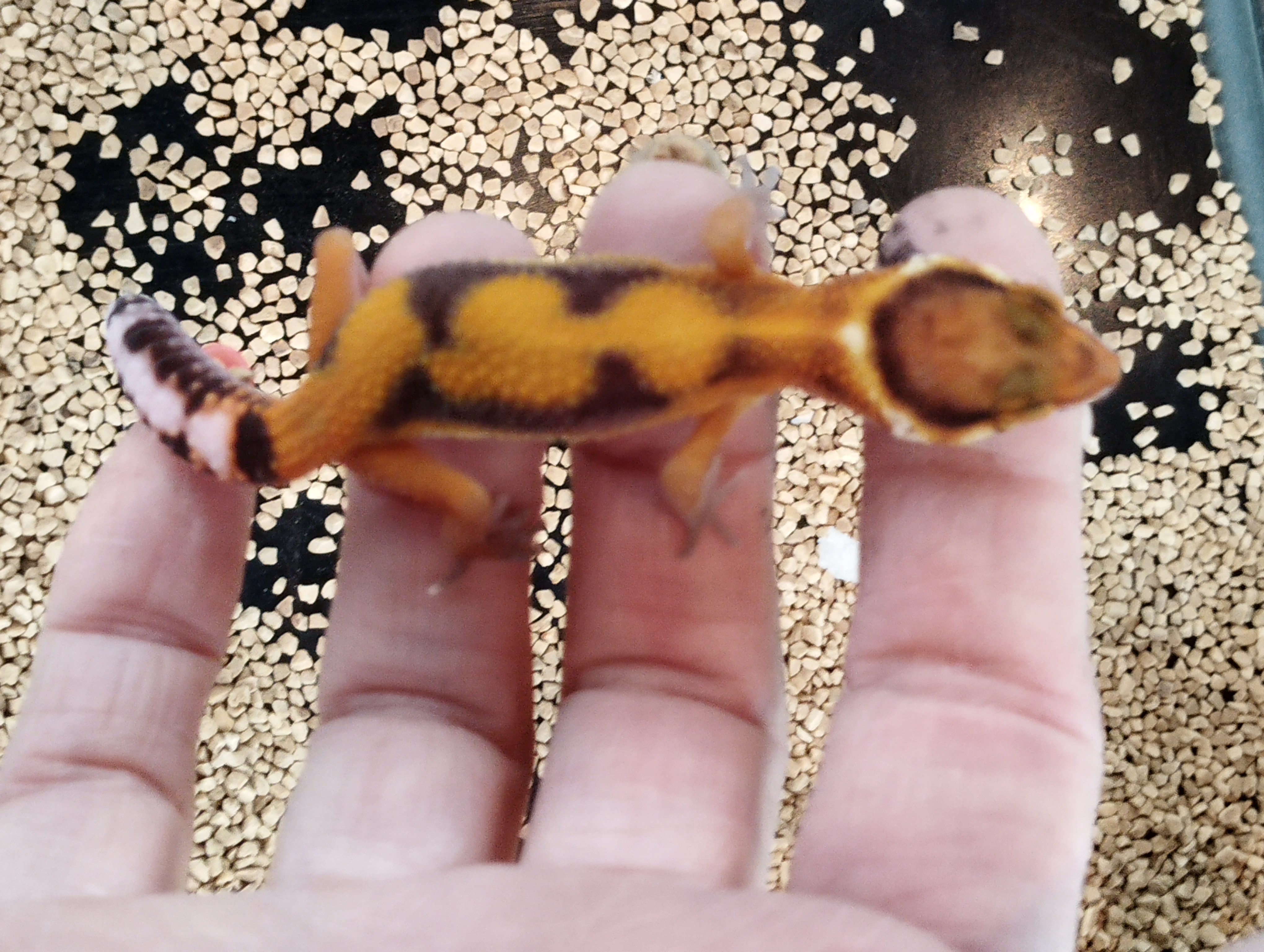 ヒョウモントカゲモドキ　ストライプ