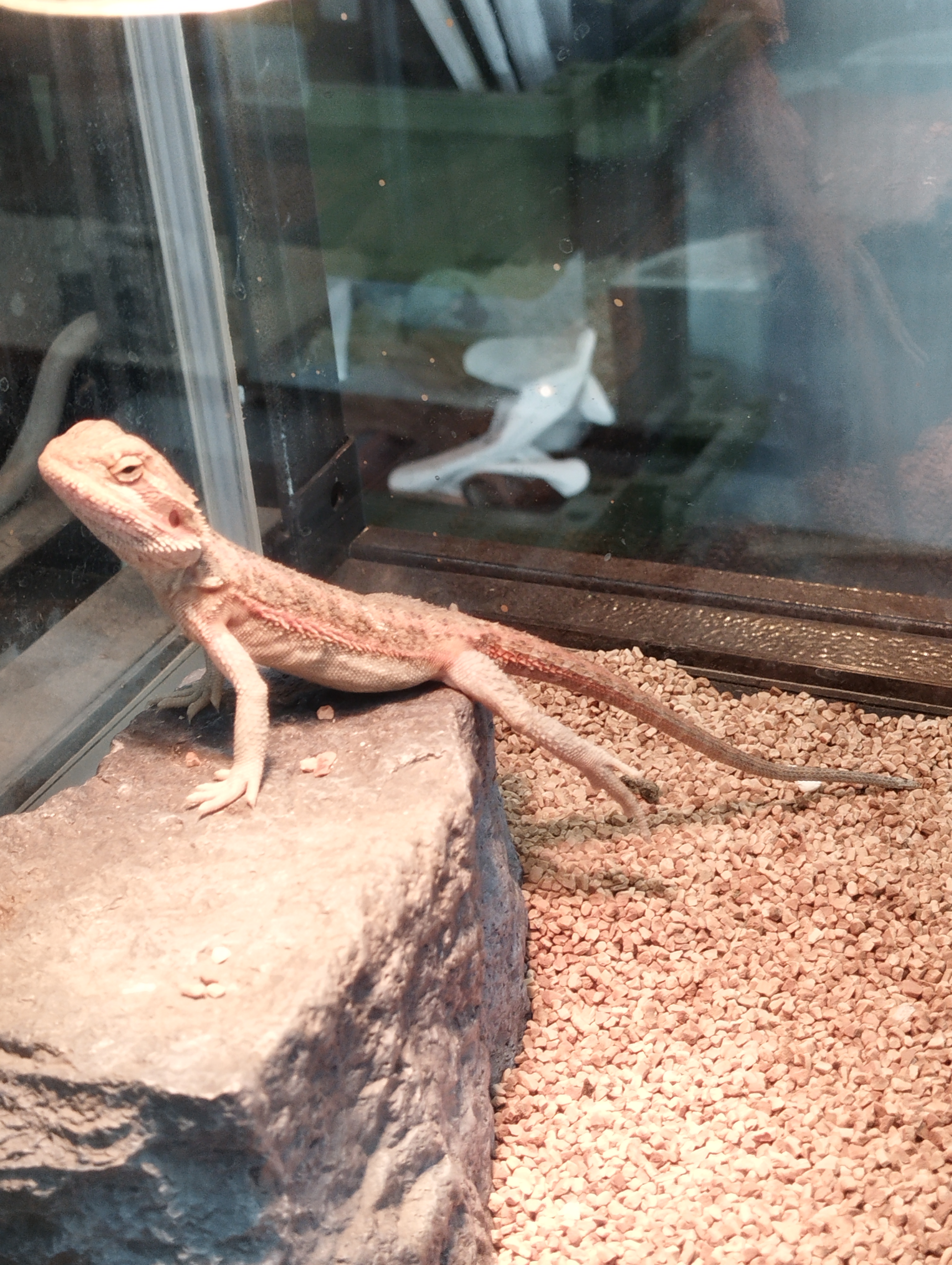 フトアゴヒゲトカゲ　レッドトランス