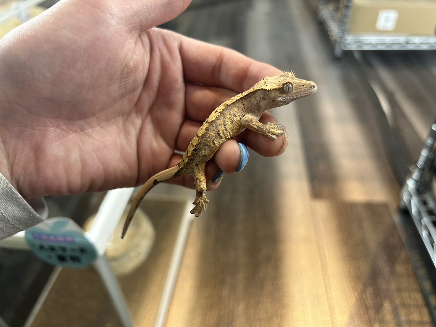 クレステッドゲッコー　ハイカラー