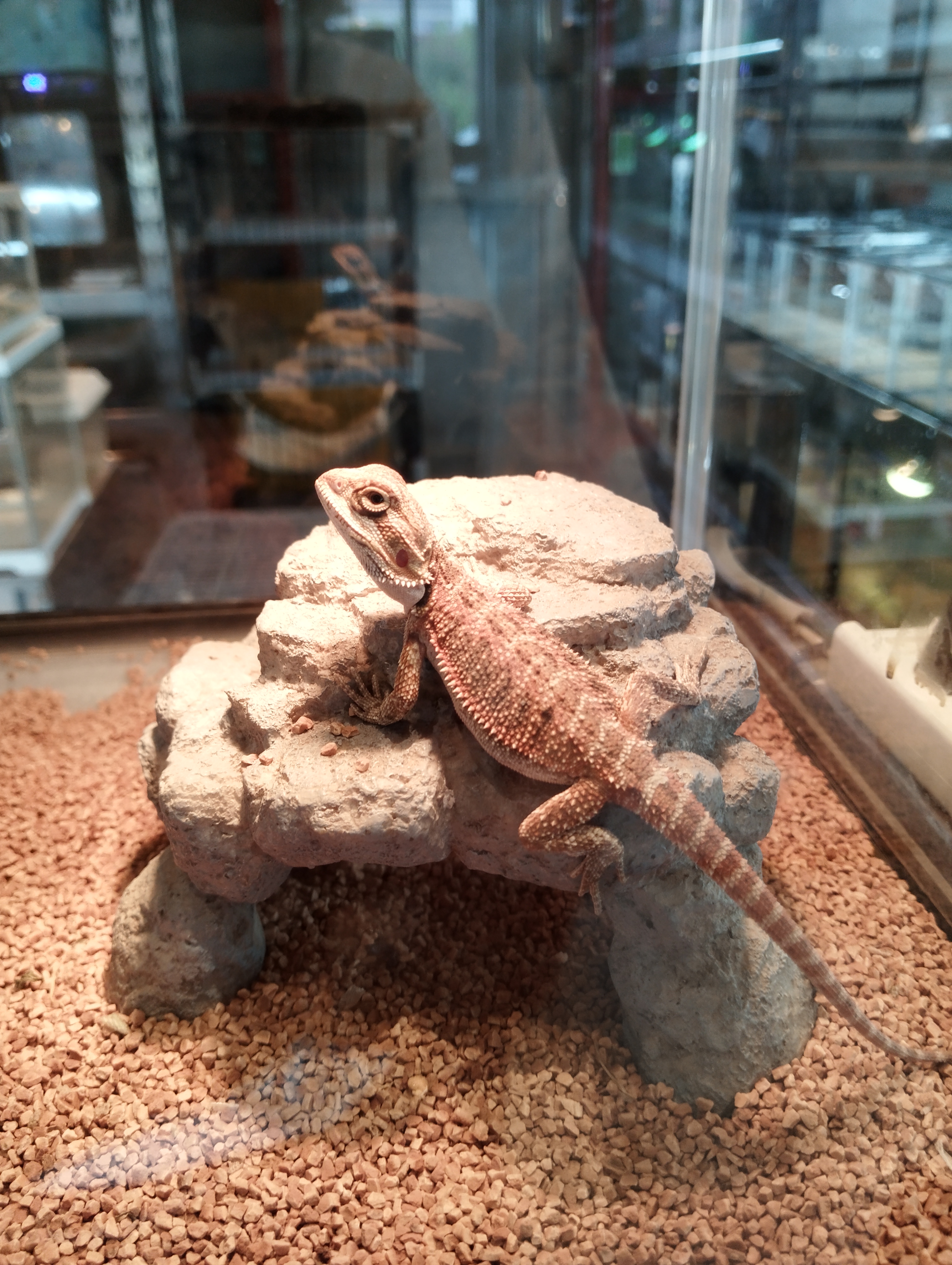 フトアゴヒゲトカゲ　レッド