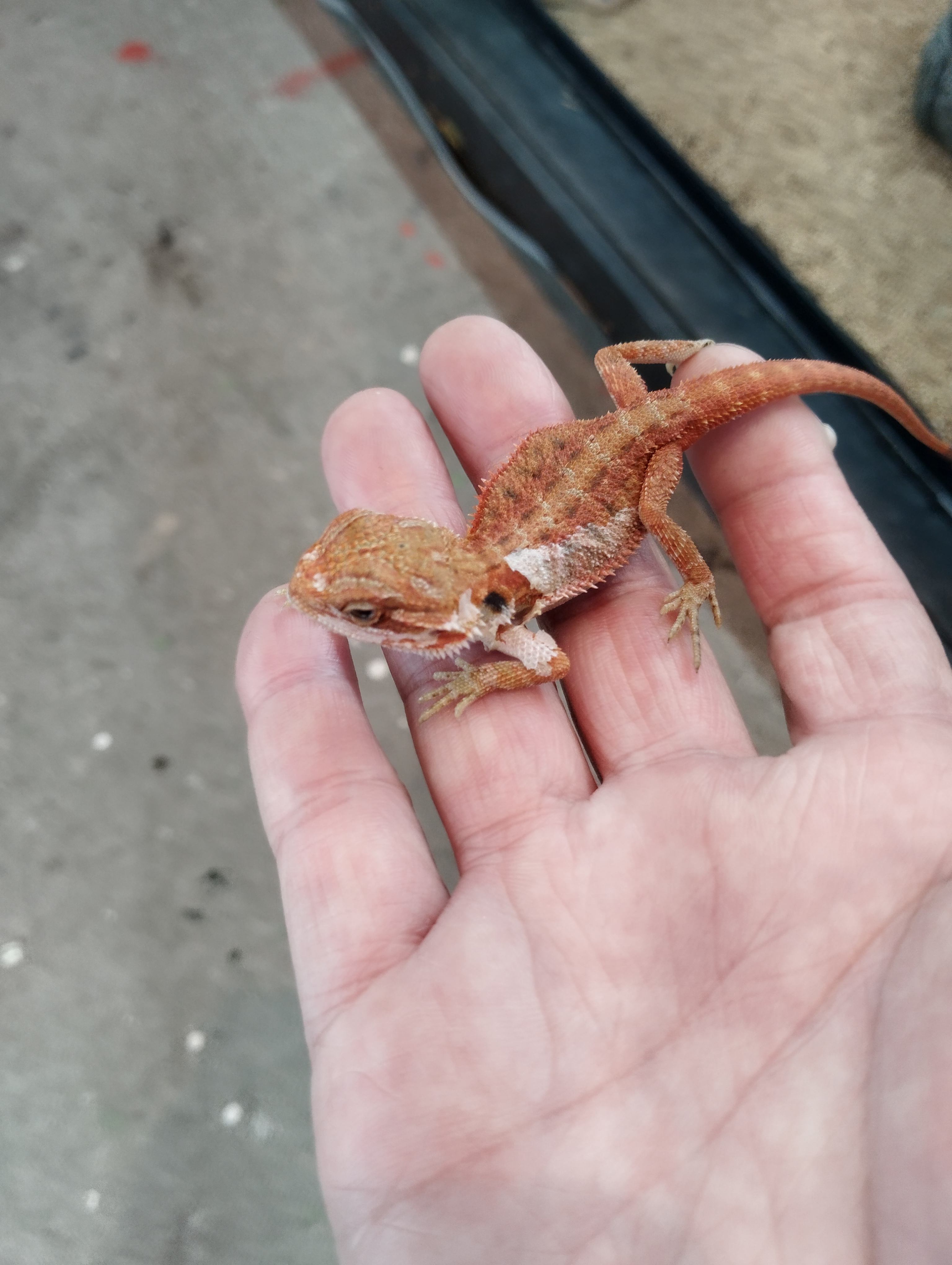 フトアゴヒゲトカゲ　レッドトランス2