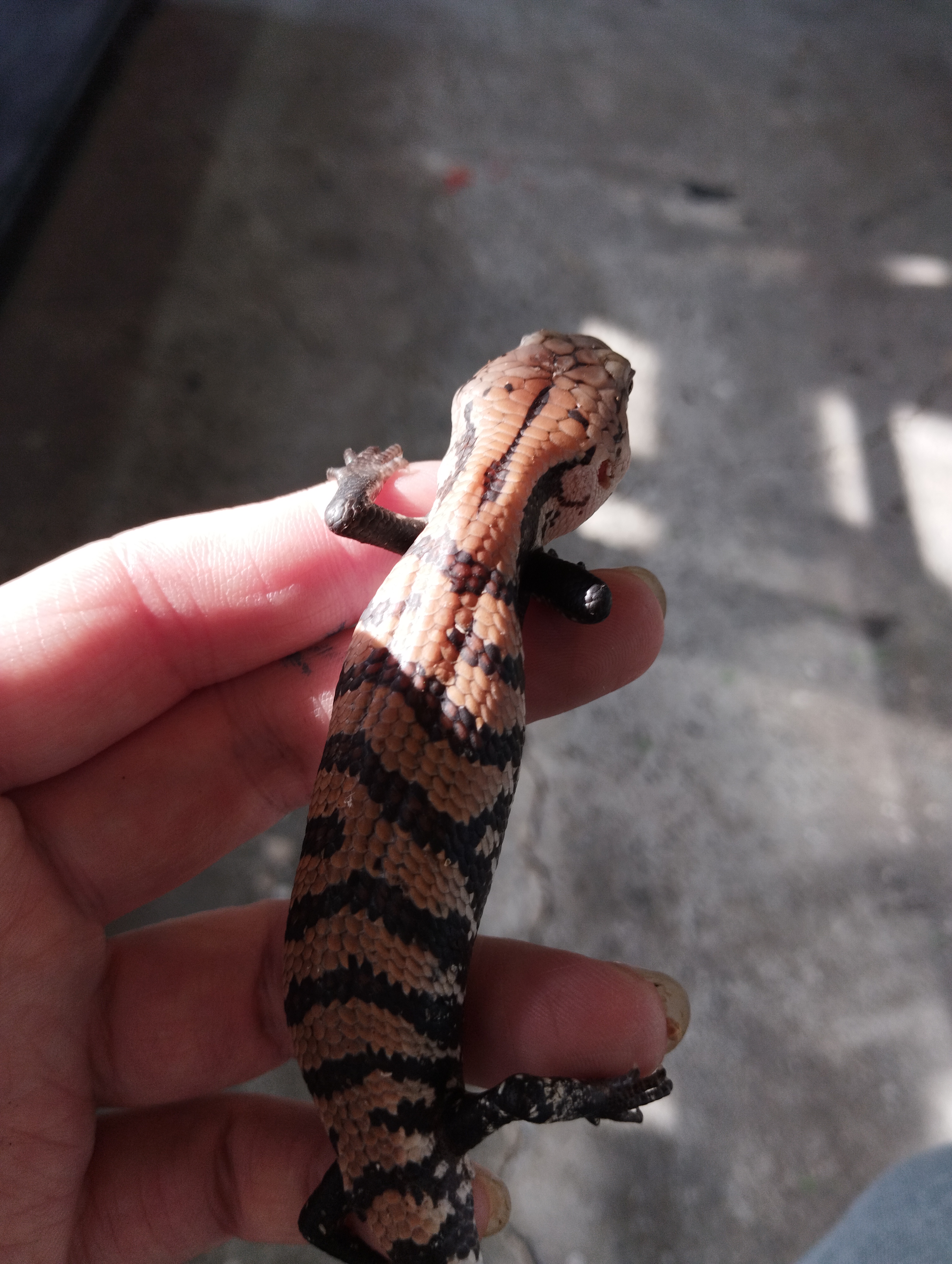 オオアオジタトカゲ　ベビー　ノーマル