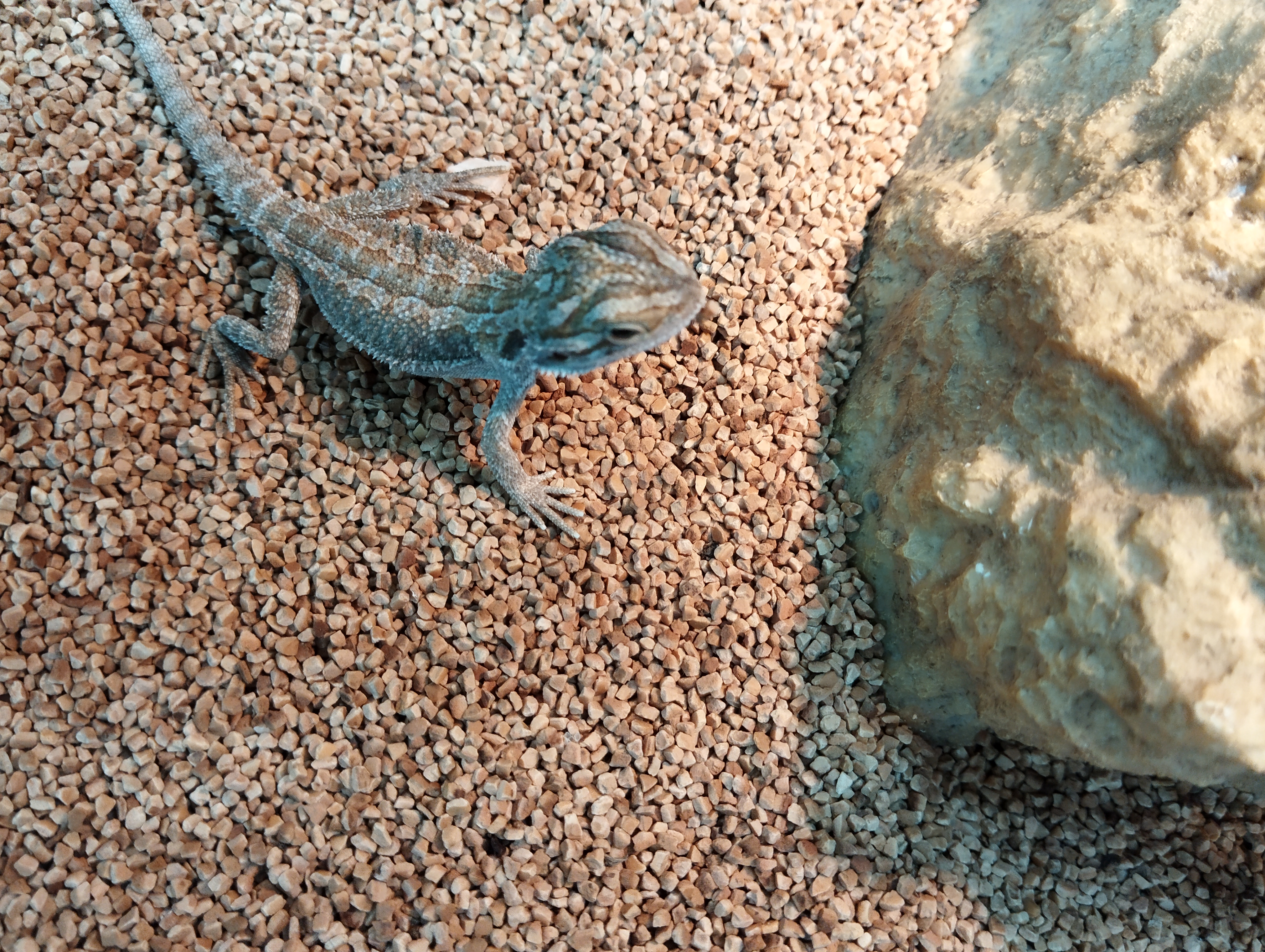 フトアゴヒゲトカゲ　ハイポ3