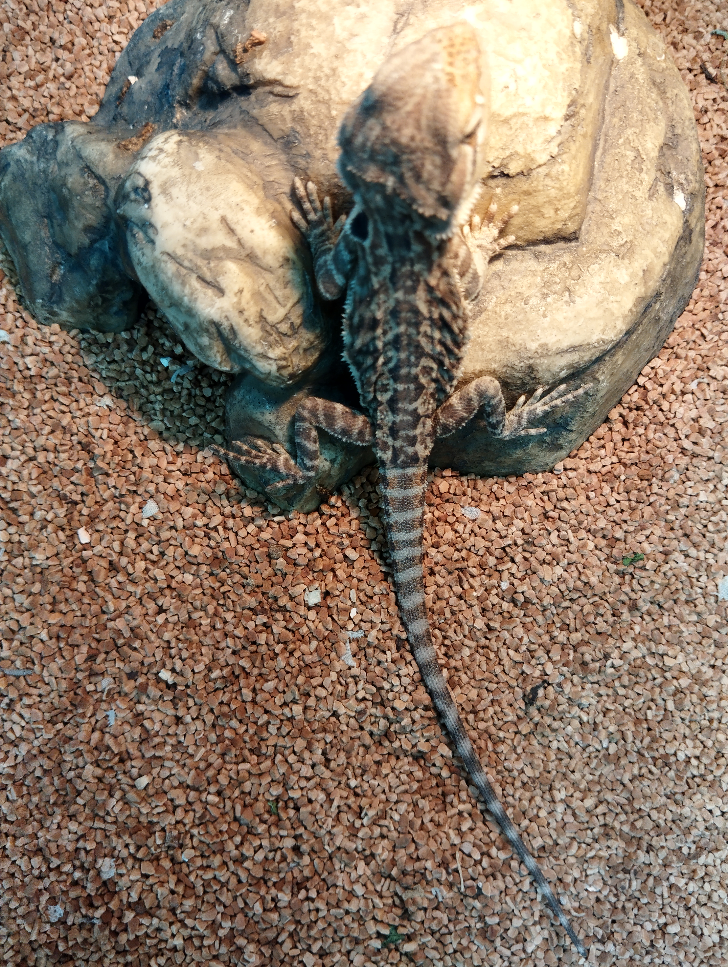 フトアゴヒゲトカゲ　オレンジレザー1