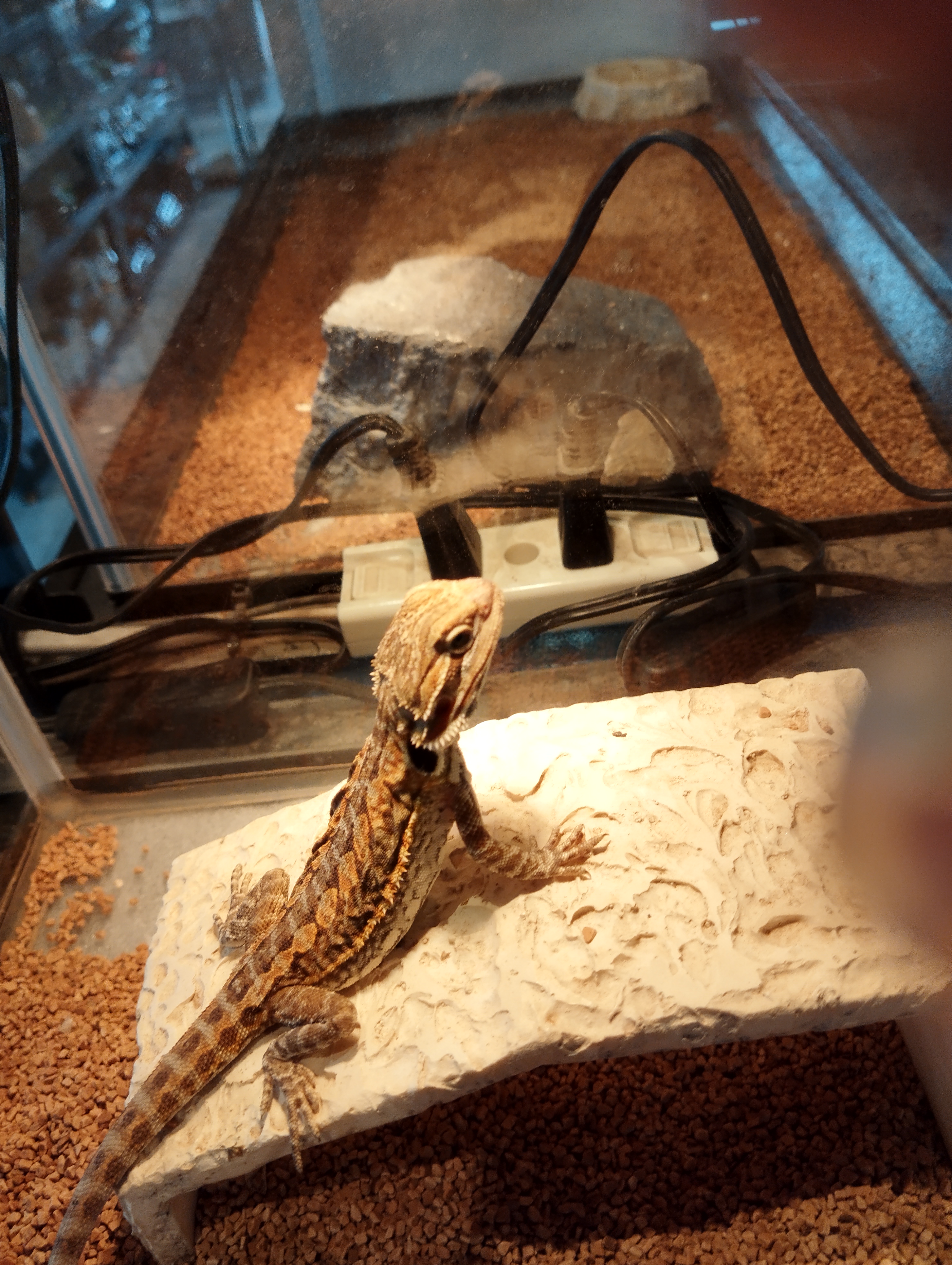 フトアゴヒゲトカゲ　オレンジレザー3