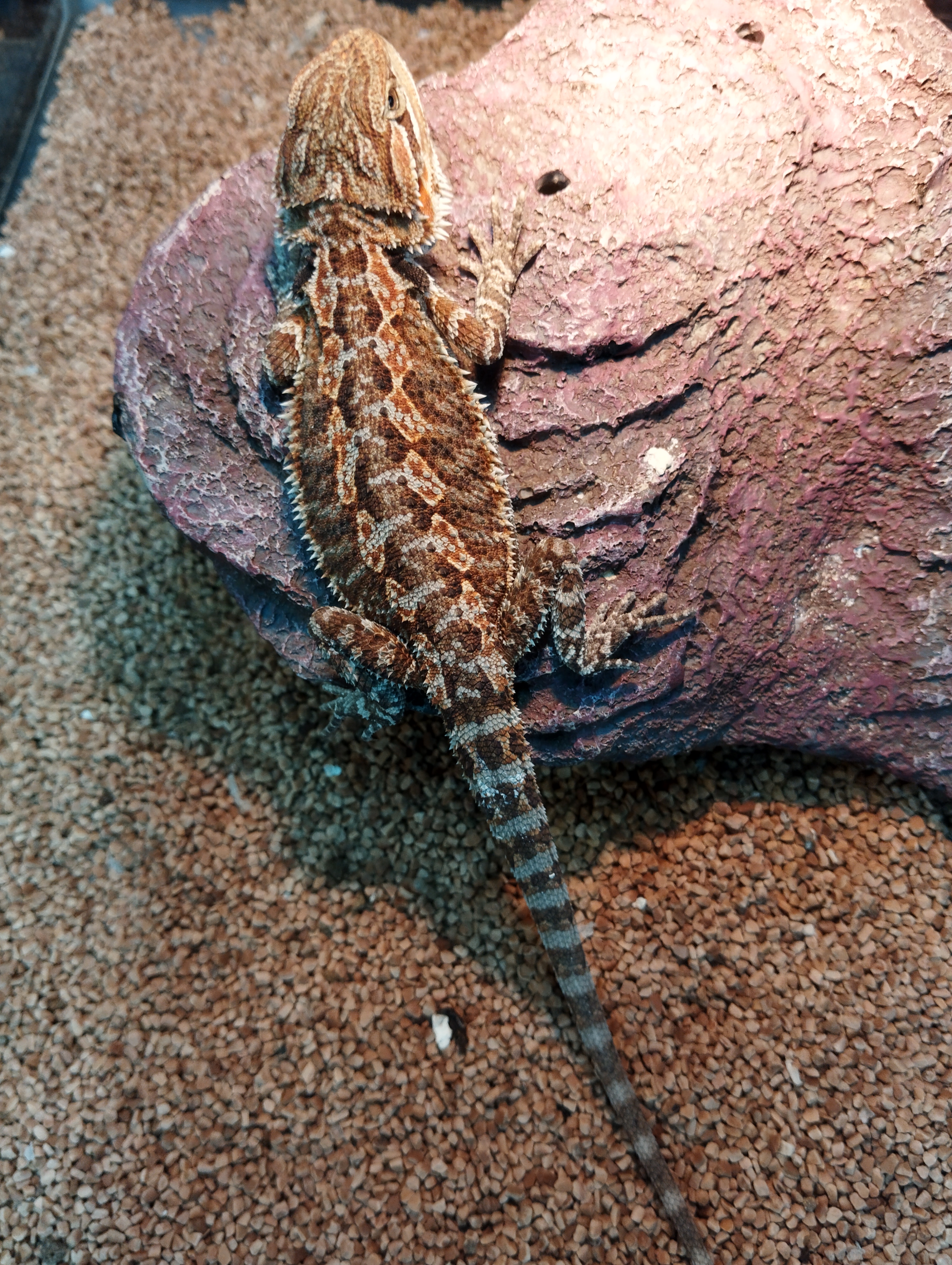 フトアゴヒゲトカゲ　オレンジ1