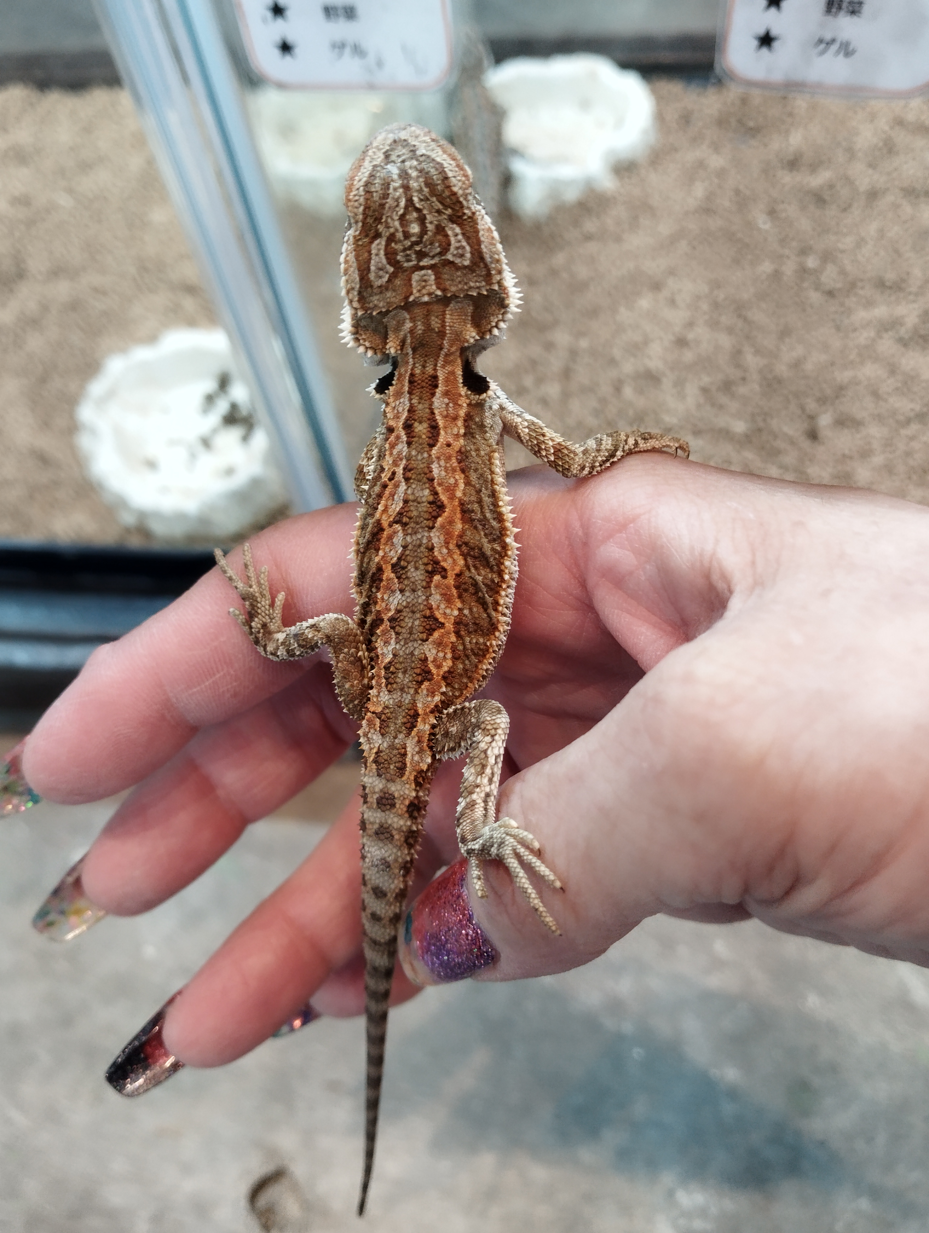 フトアゴヒゲトカゲ　オレンジ2