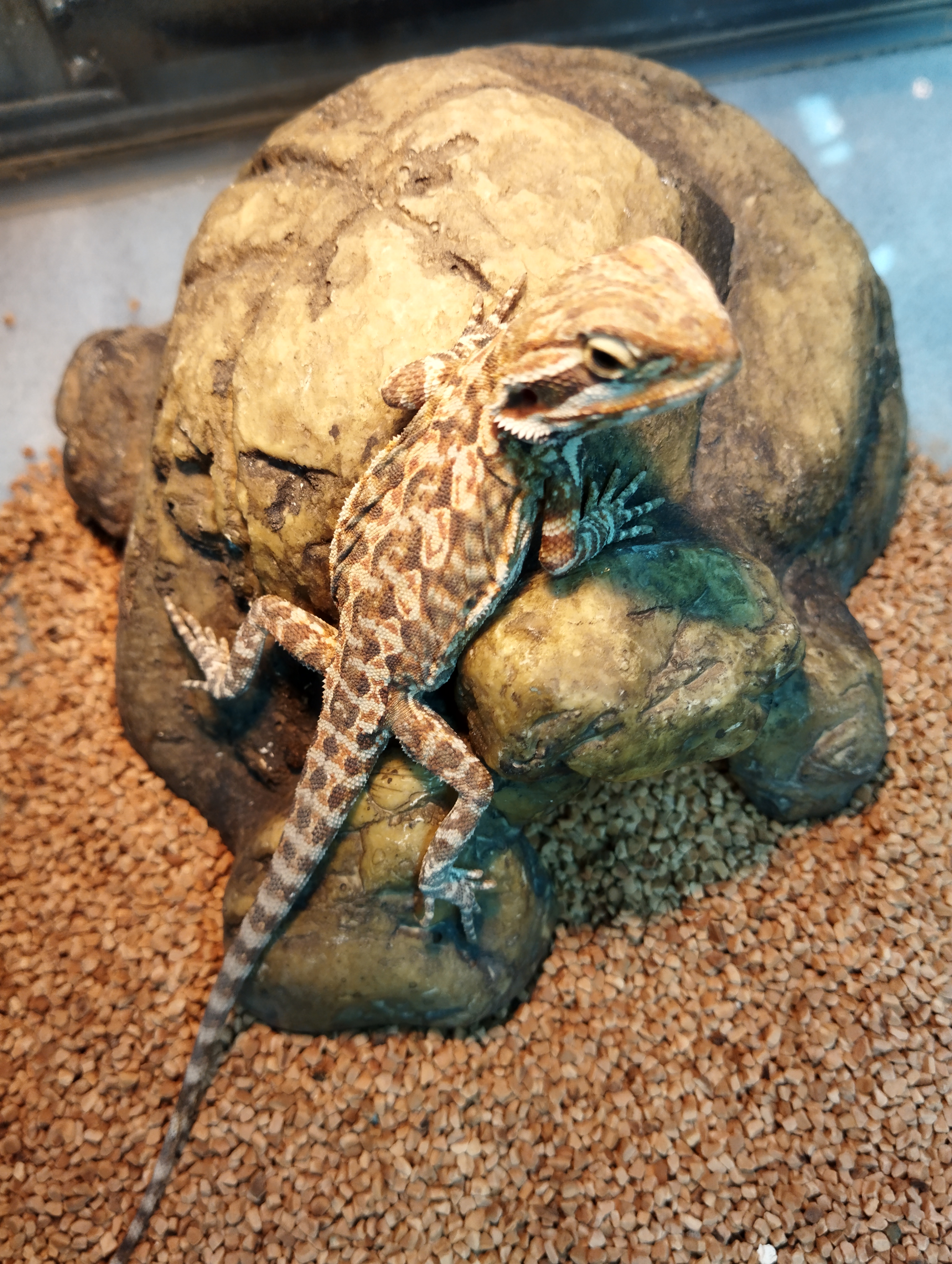 フトアゴヒゲトカゲ　オレンジレザー③