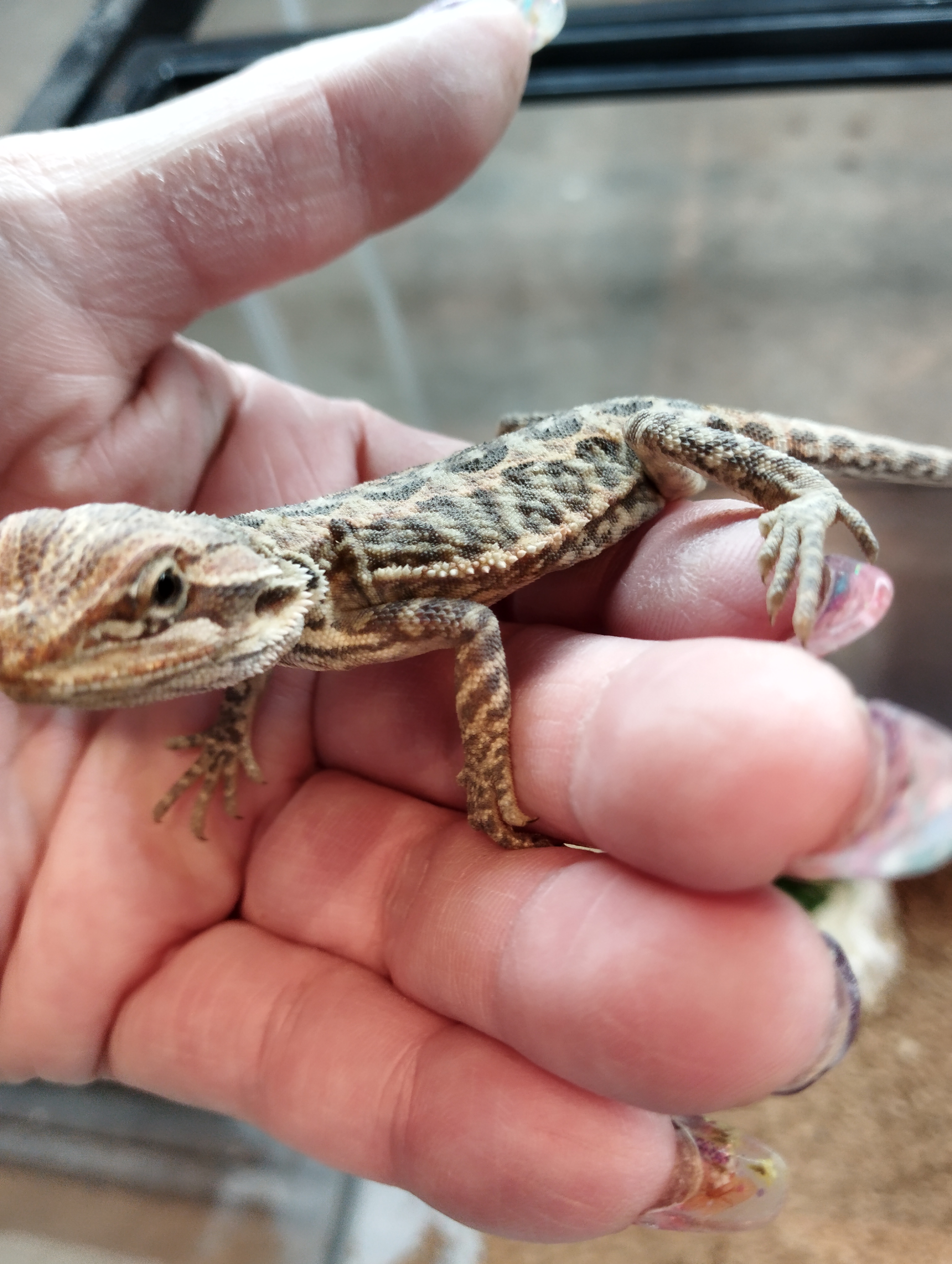 フトアゴヒゲトカゲ　レザー⑤