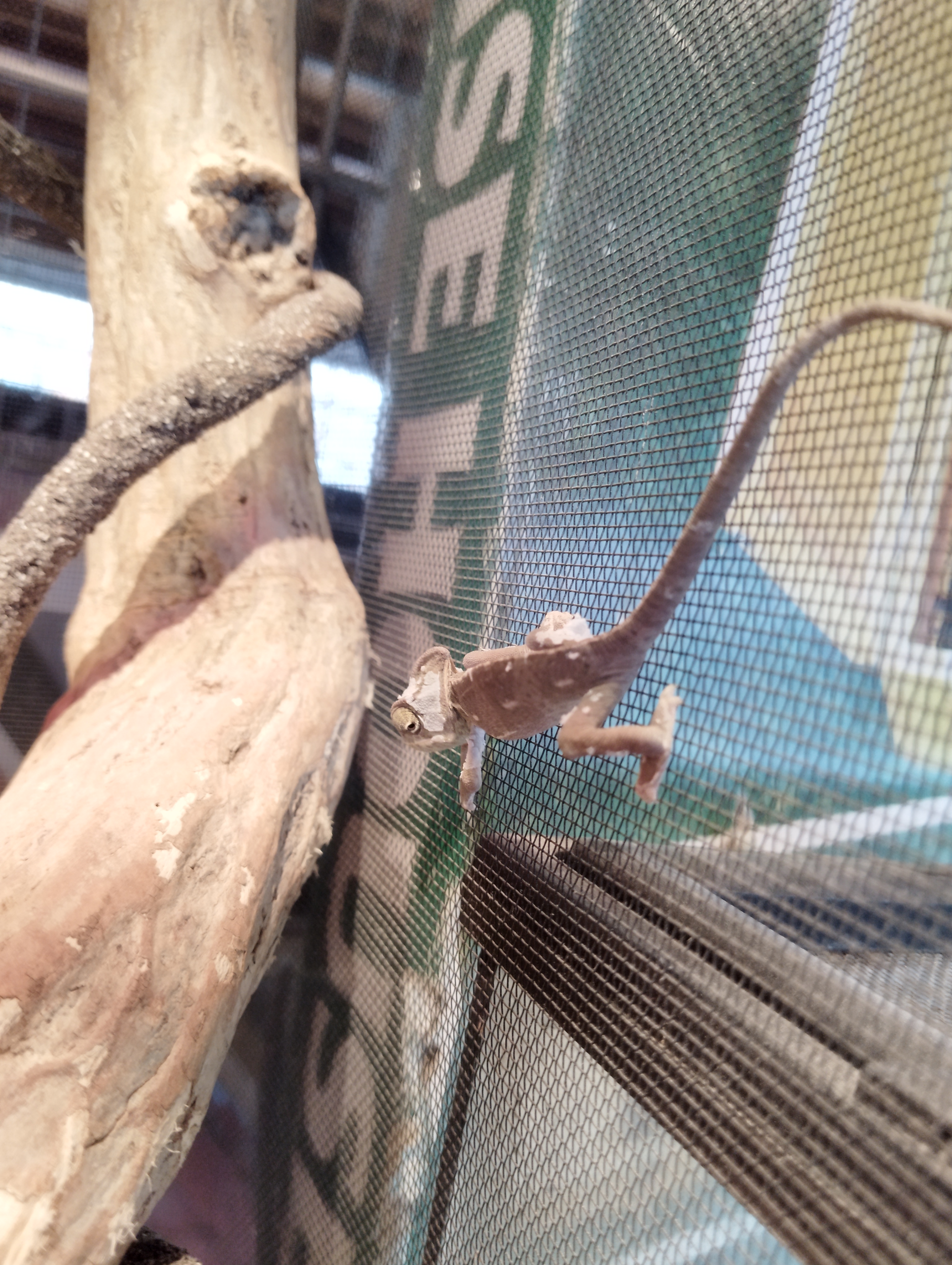 エボシカメレオン　ノーマル　メス