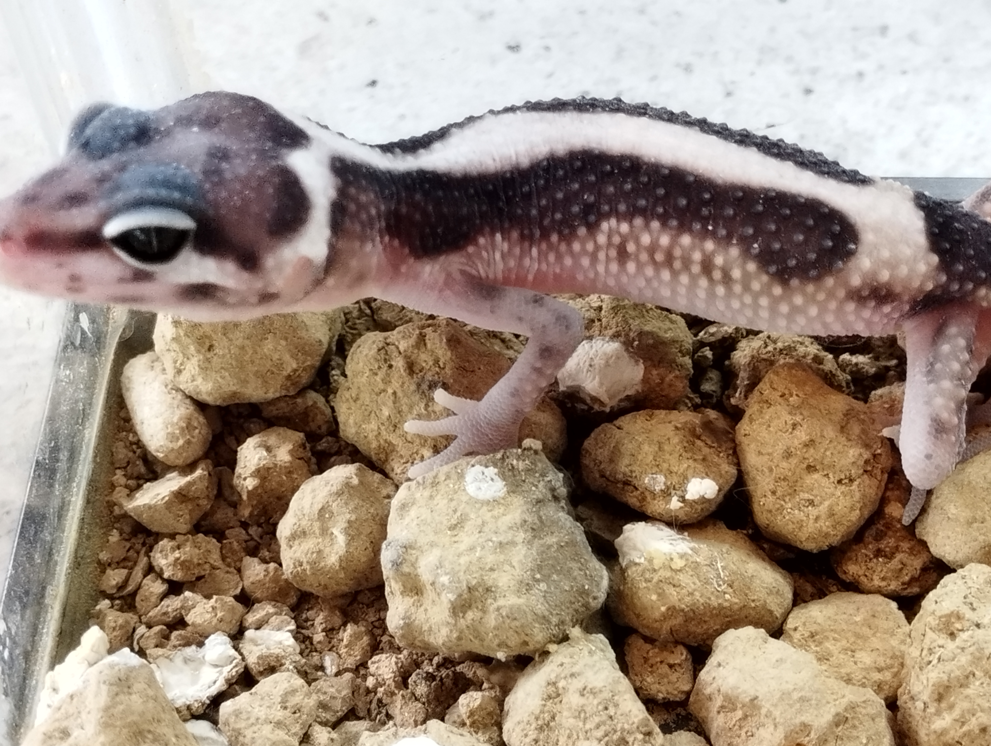 ヒョウモントカゲモドキ　スノーストライプ