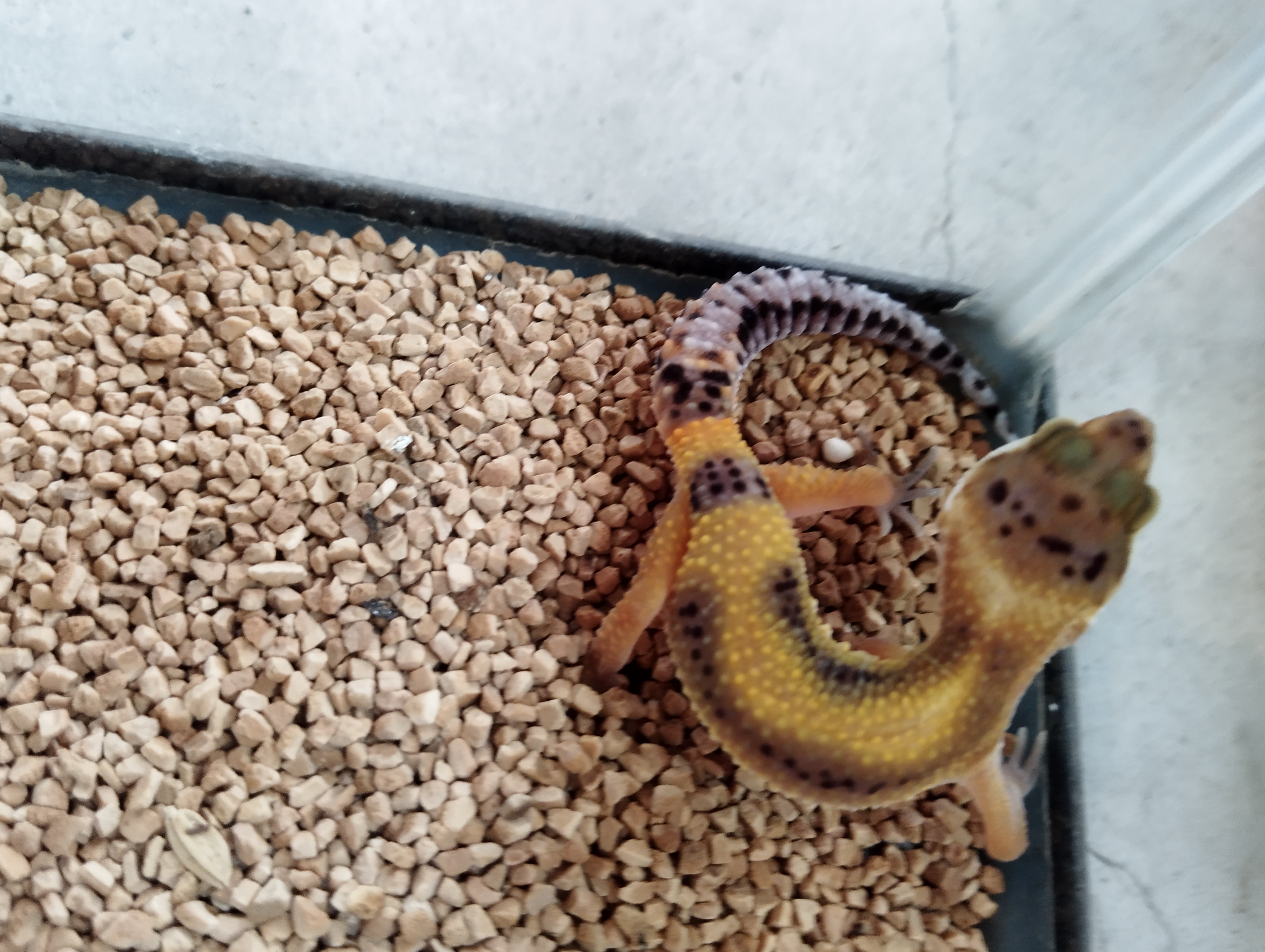 ヒョウモントカゲモドキ　ﾗﾍﾞﾝﾀﾞｰｽﾄﾗｲﾌﾟ