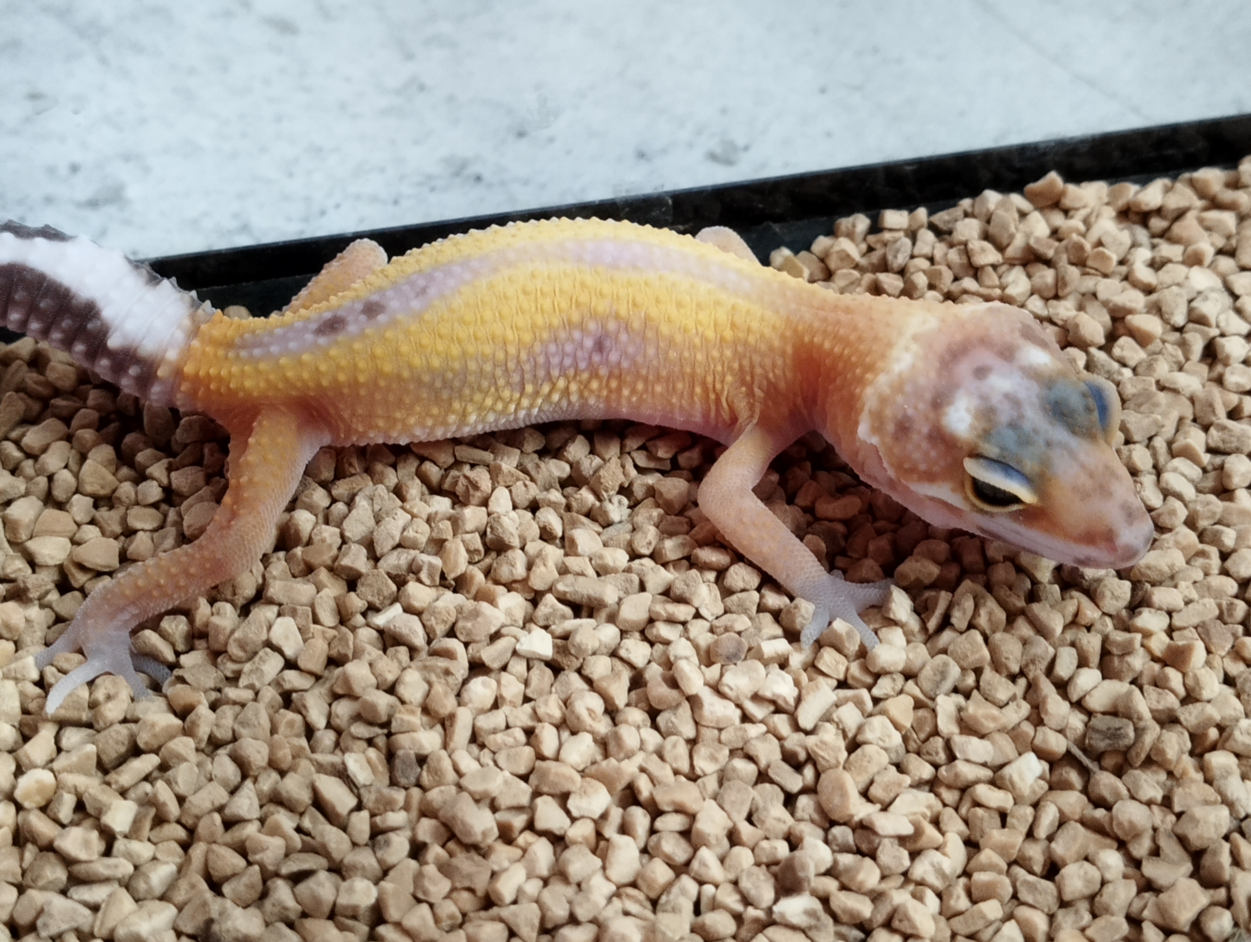 ヒョウモントカゲモドキ　リバースストライプ①