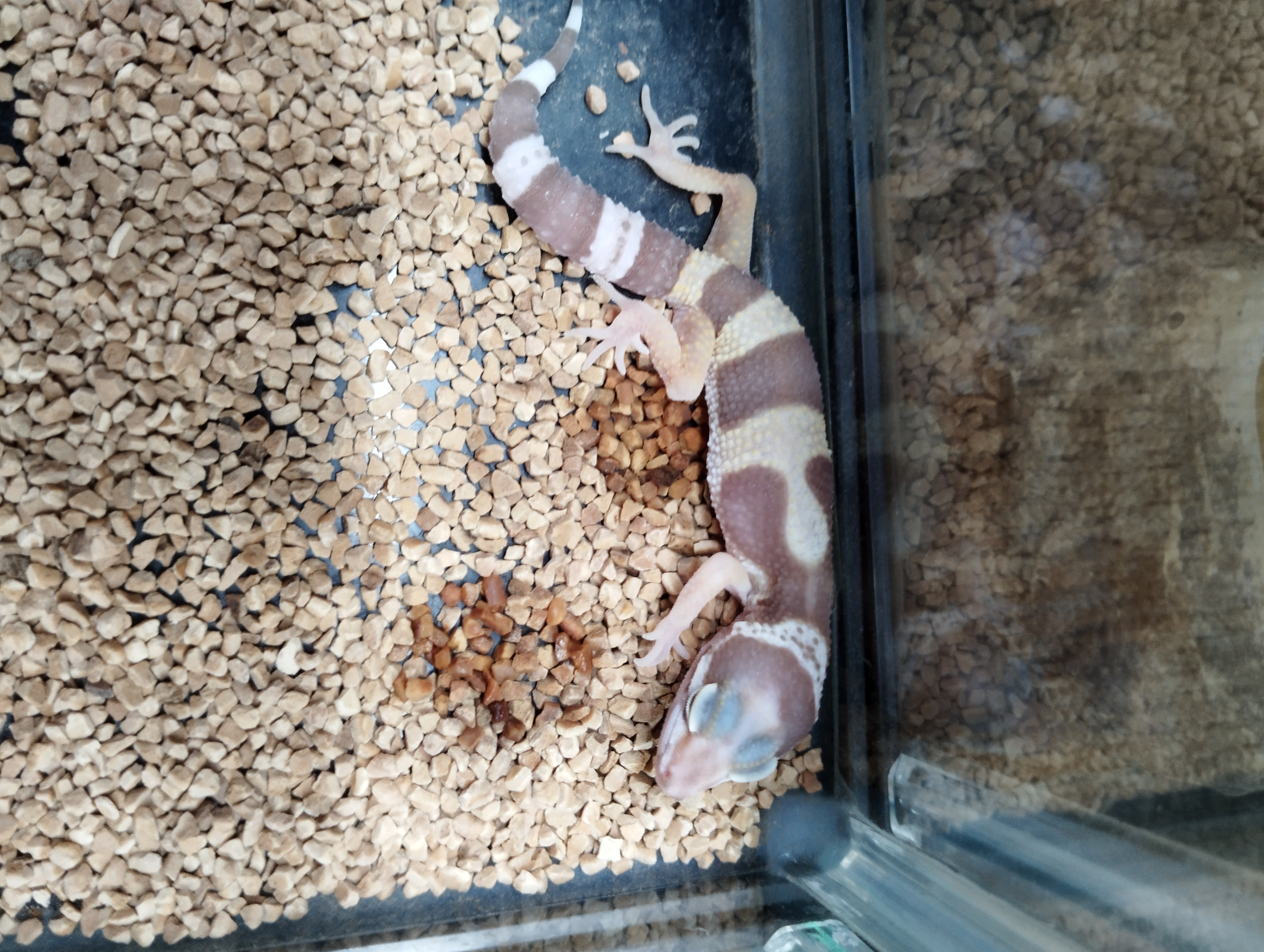 ヒョウモントカゲモドキ　スノートレンパー