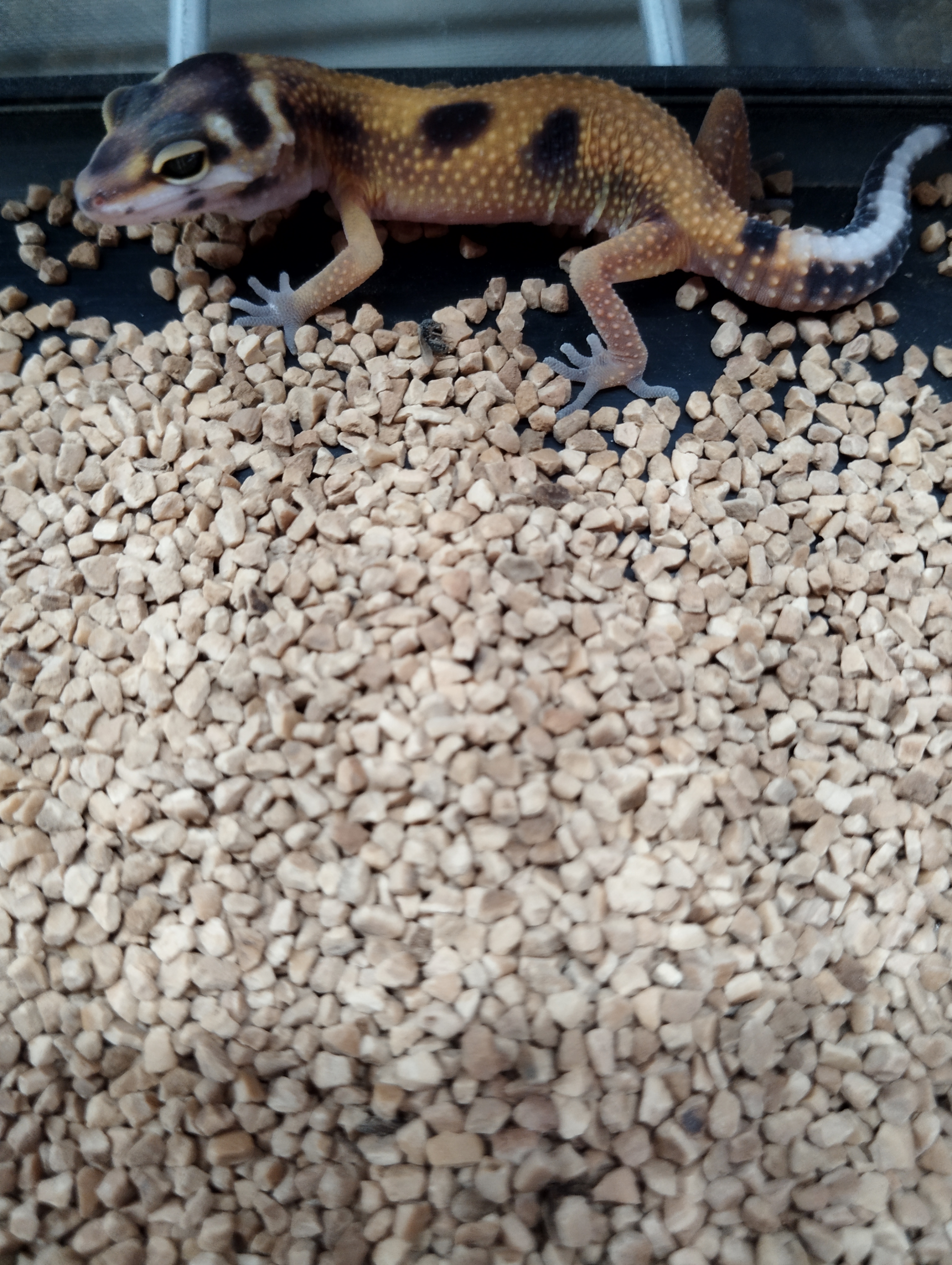 ヒョウモントカゲモドキ　タンジェリンストライプトレンパー