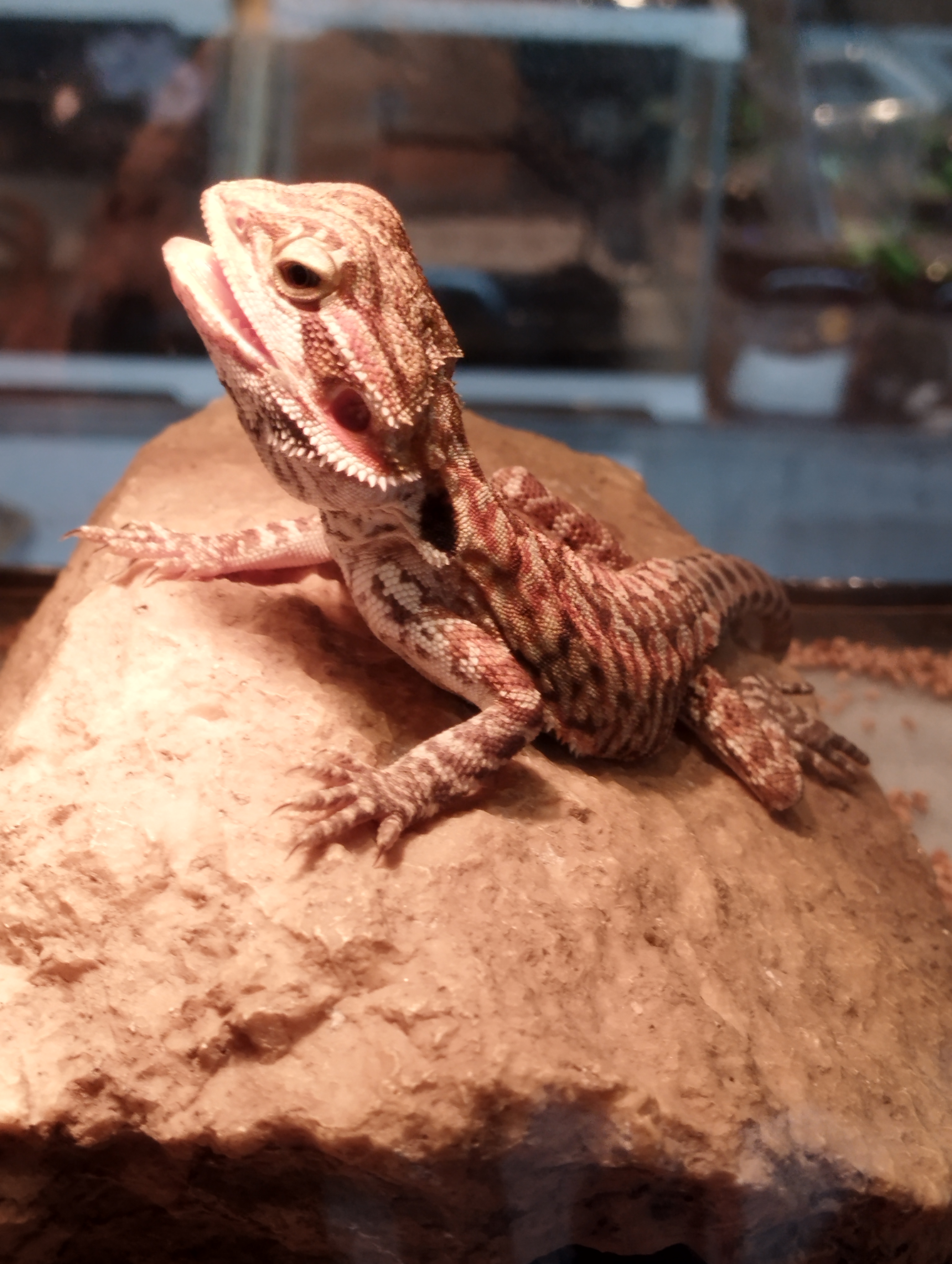 フトアゴヒゲトカゲ　オレンジレザー①